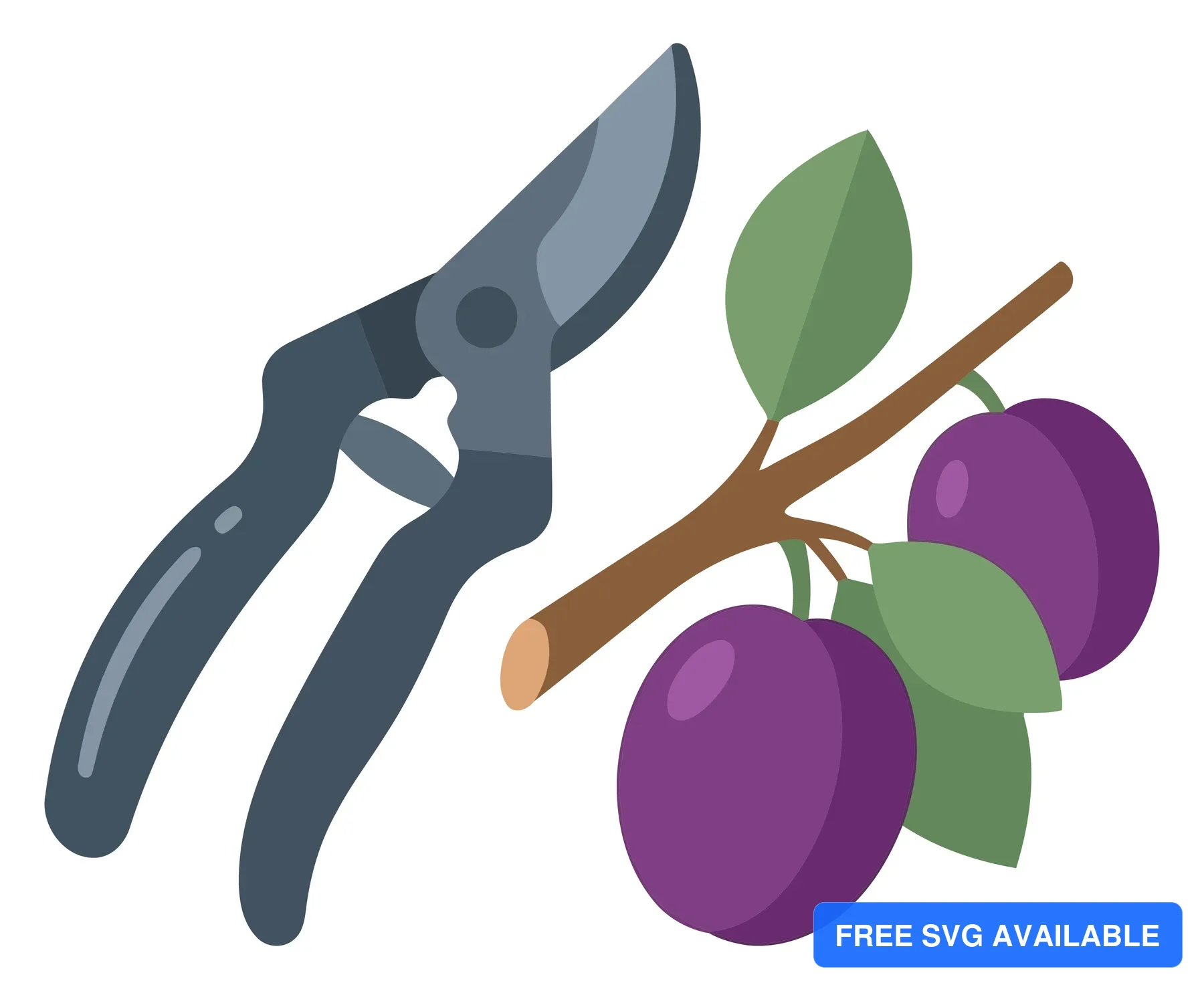 garden pruning shears next to a branch with fresh ripe purple plums and green leaves, agricultural tool for harvesting fruit and trimming tr