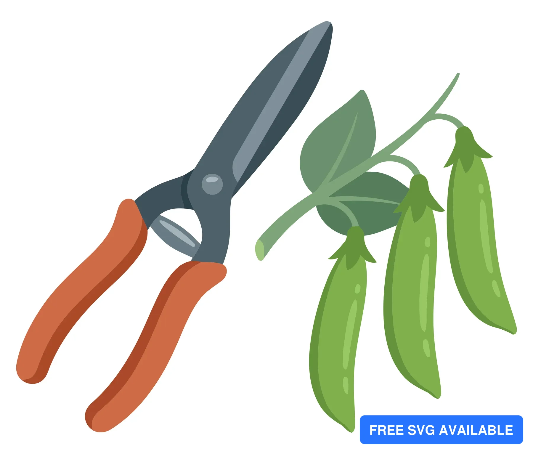 garden shears and green pea pods on a vine with leaves isolated on white background