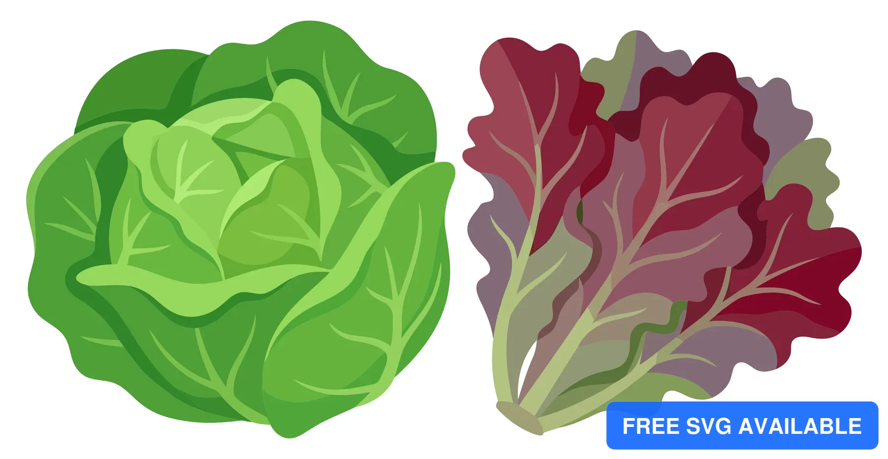 green cabbage head and red leaf lettuce isolated on white background