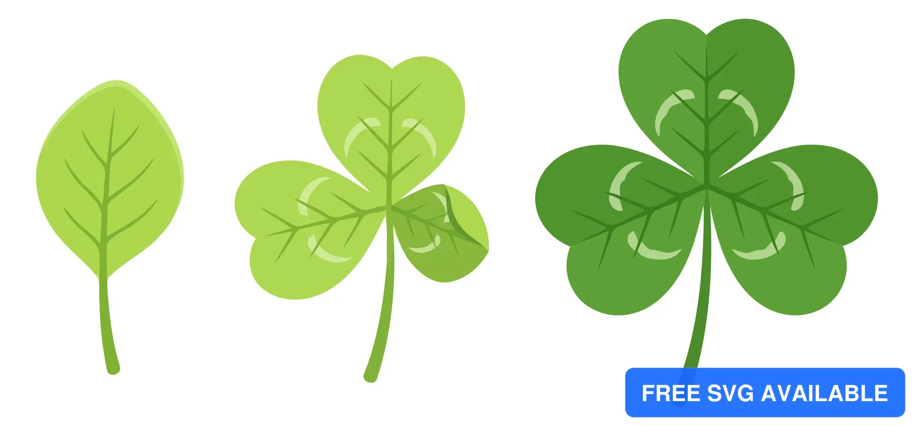 green clover leaves growth stages illustration vector