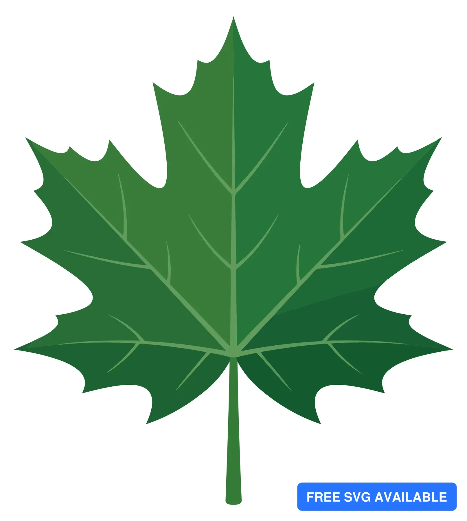 green maple leaf isolated on white background