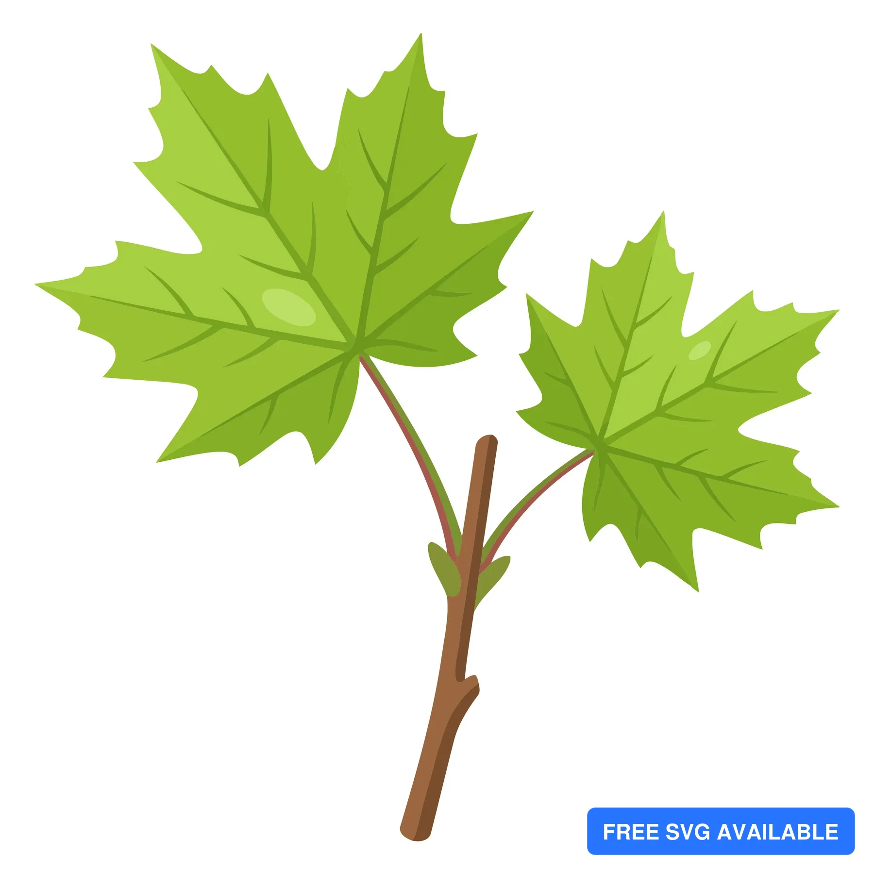 green maple leaves on a branch vector illustration isolated on white background
