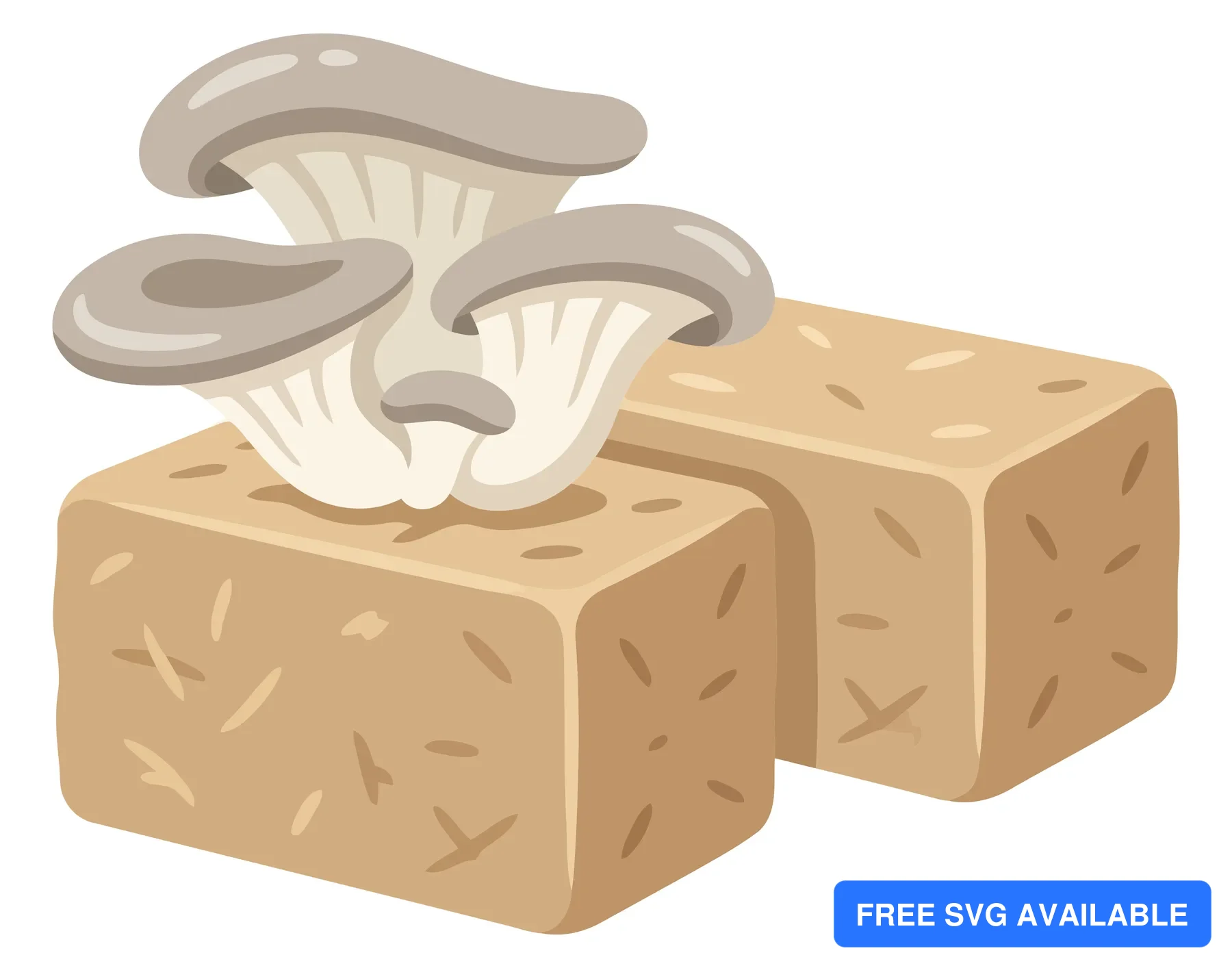 growing oyster mushrooms on substrate blocks isolated on white background