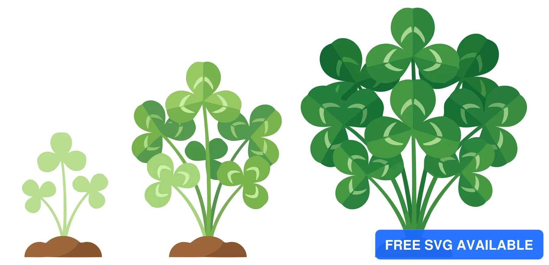 growth stages of clover plant from seedling to lush bush isolated on white background