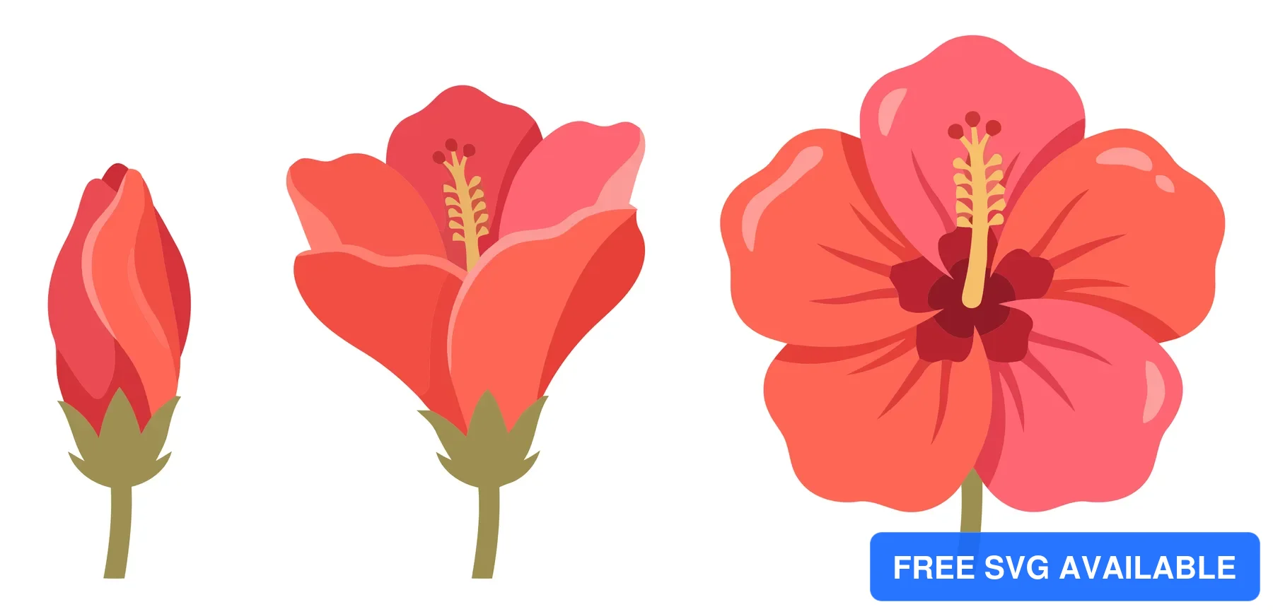 hibiscus flower blooming stages vector illustration red tropical flowers from bud to full bloom isolated on white background
