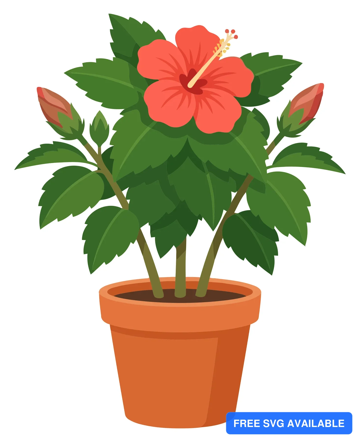 hibiscus flower in a pot isolated on white background