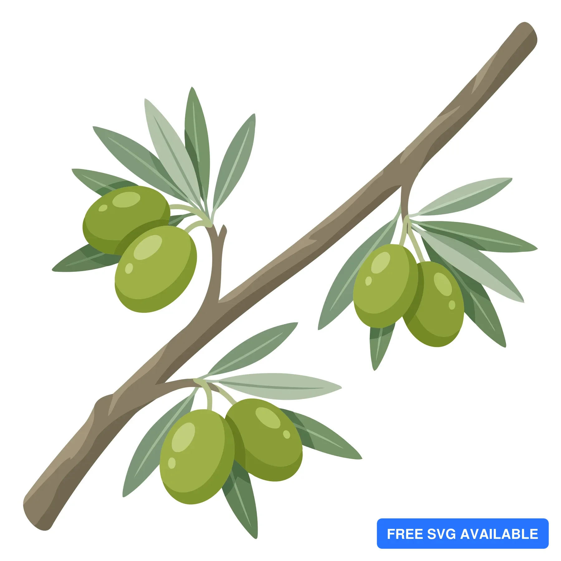 illustration of an olive branch with green olives and leaves isolated on white background