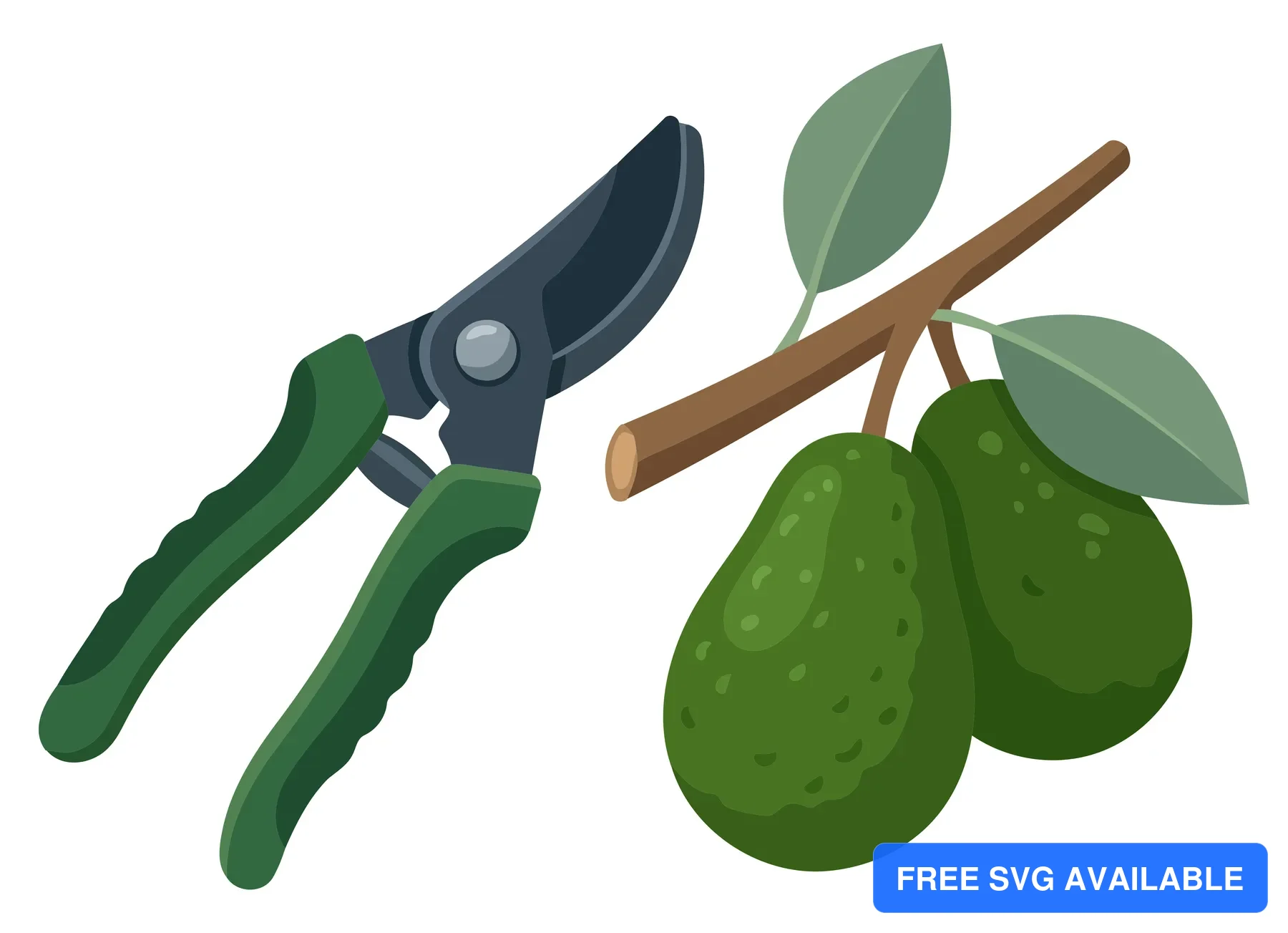 illustration of garden pruning shears next to a branch with two fresh green avocados and leaves