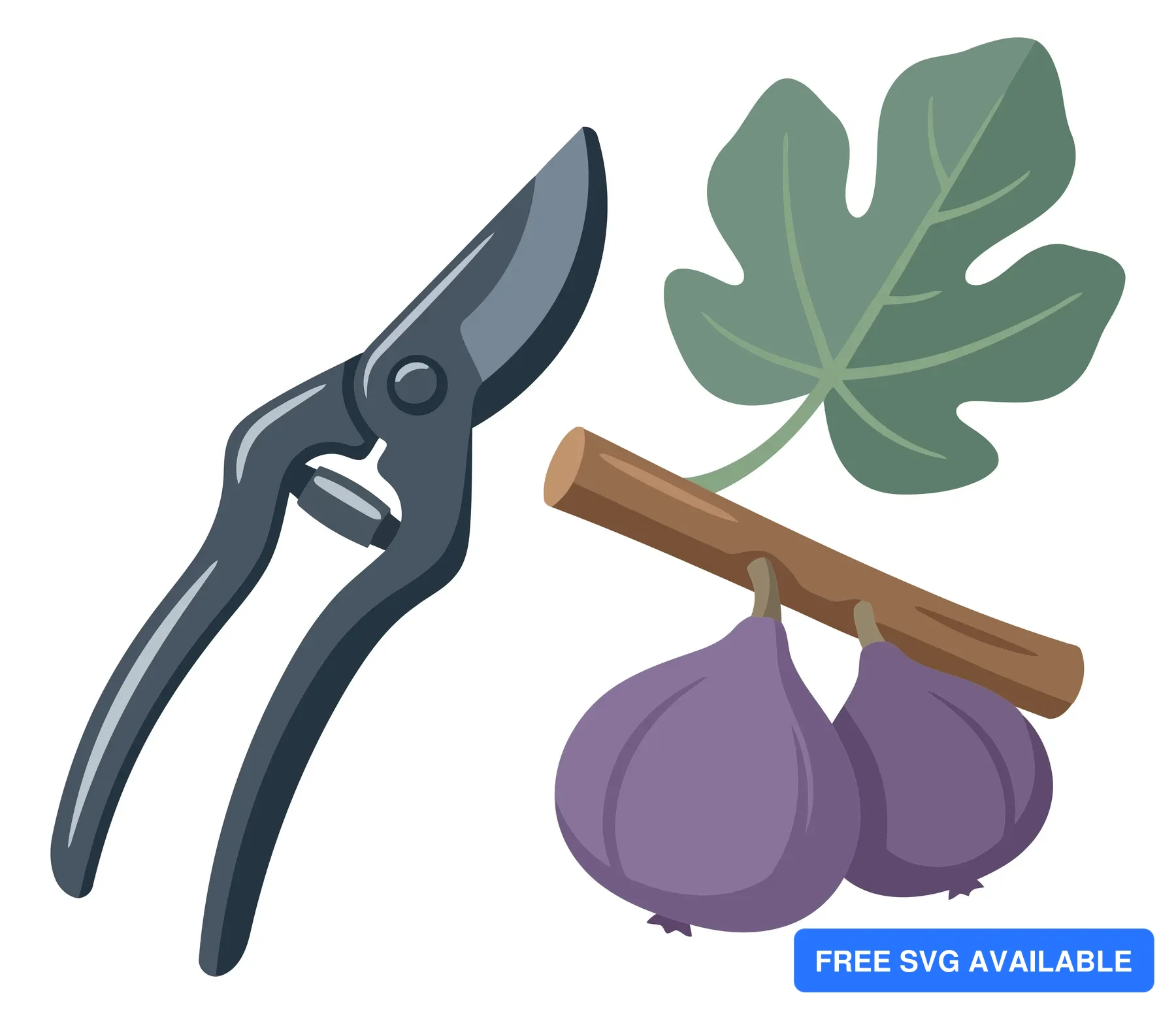 illustration of garden shears with a fig branch featuring two ripe purple figs and a green leaf