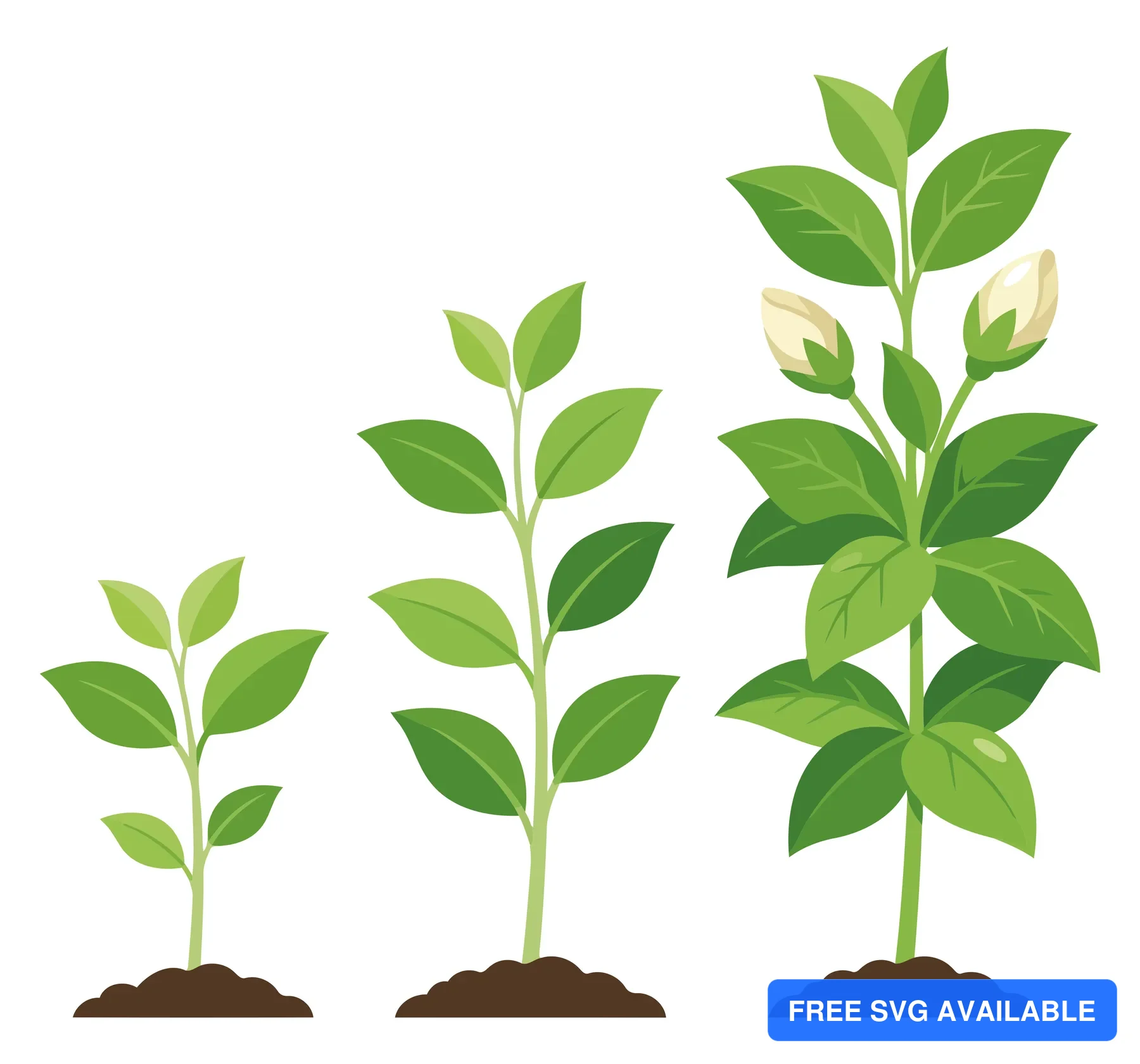 illustration of jasmine plant growth stages from sprout to flowering, isolated on white background