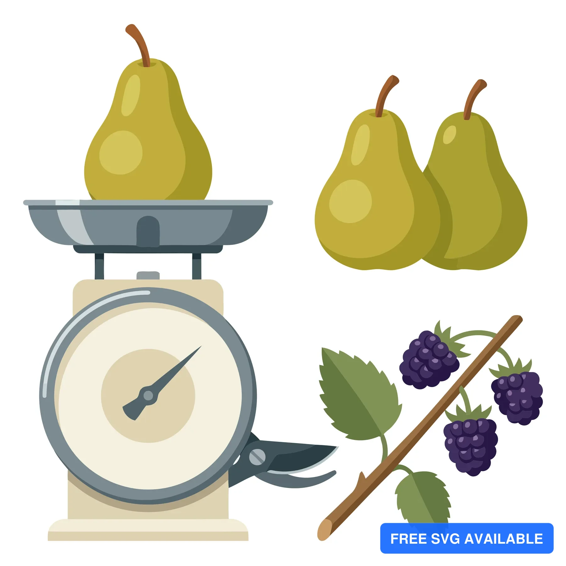kitchen scale with a pear, two additional pears and a blackberry branch