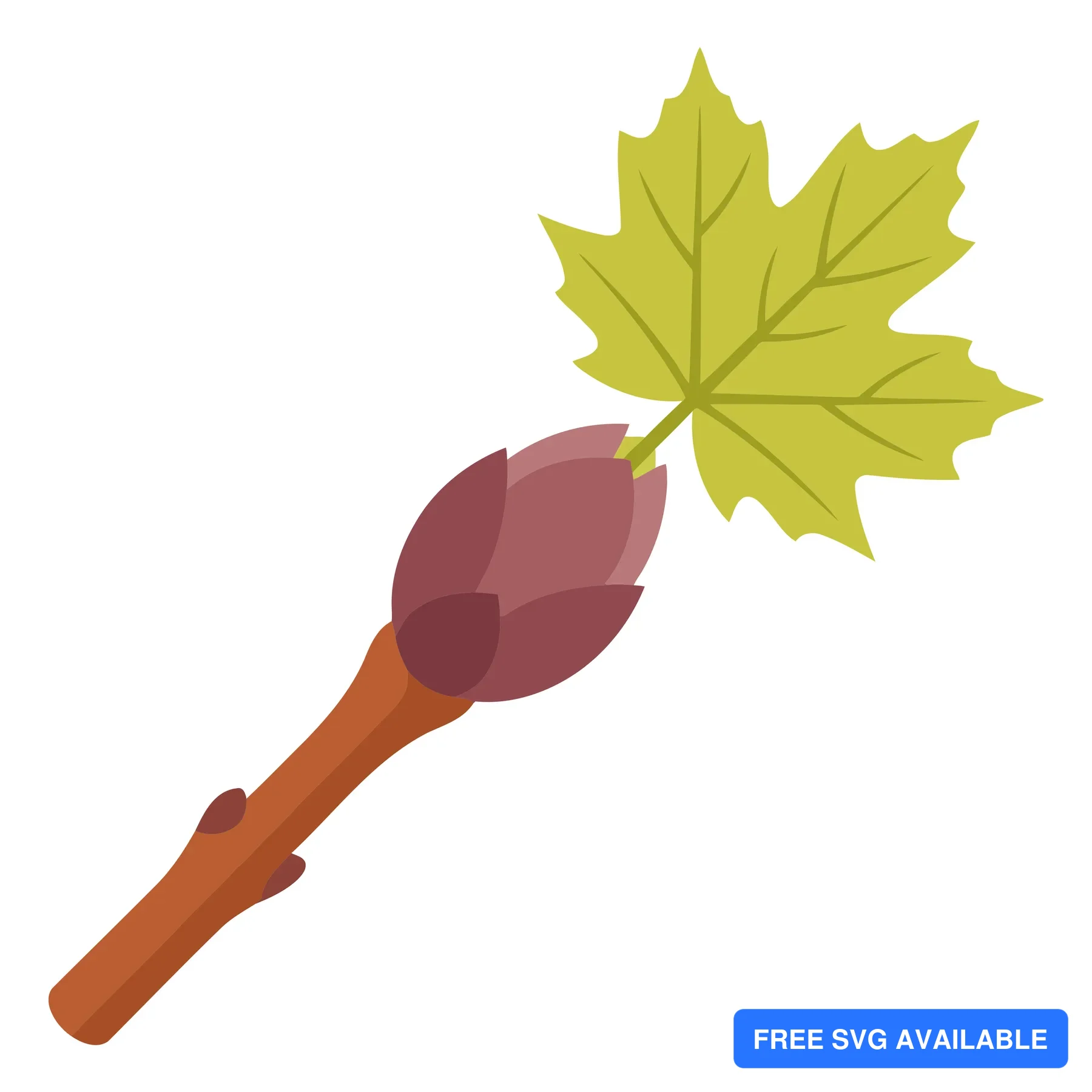 maple tree branch with a bud and a young green leaf, isolated on white background