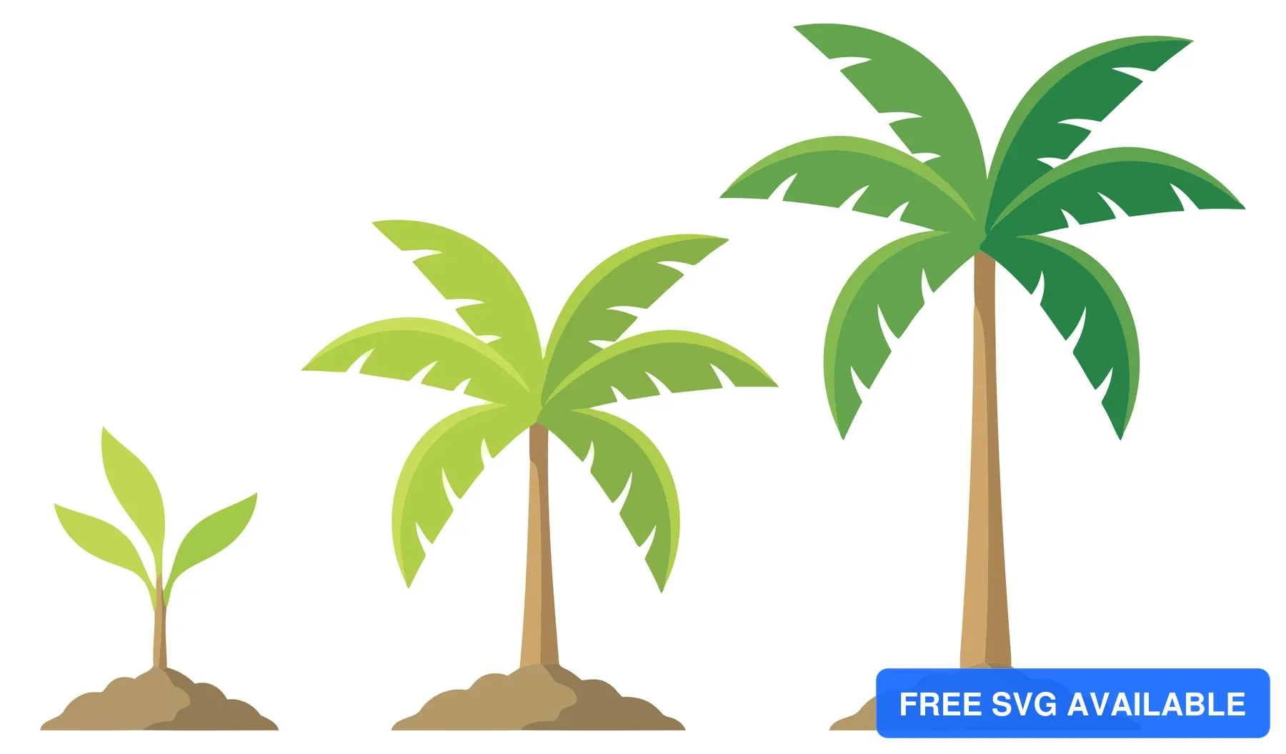 palm tree growth stages vector illustration set isolated on white background