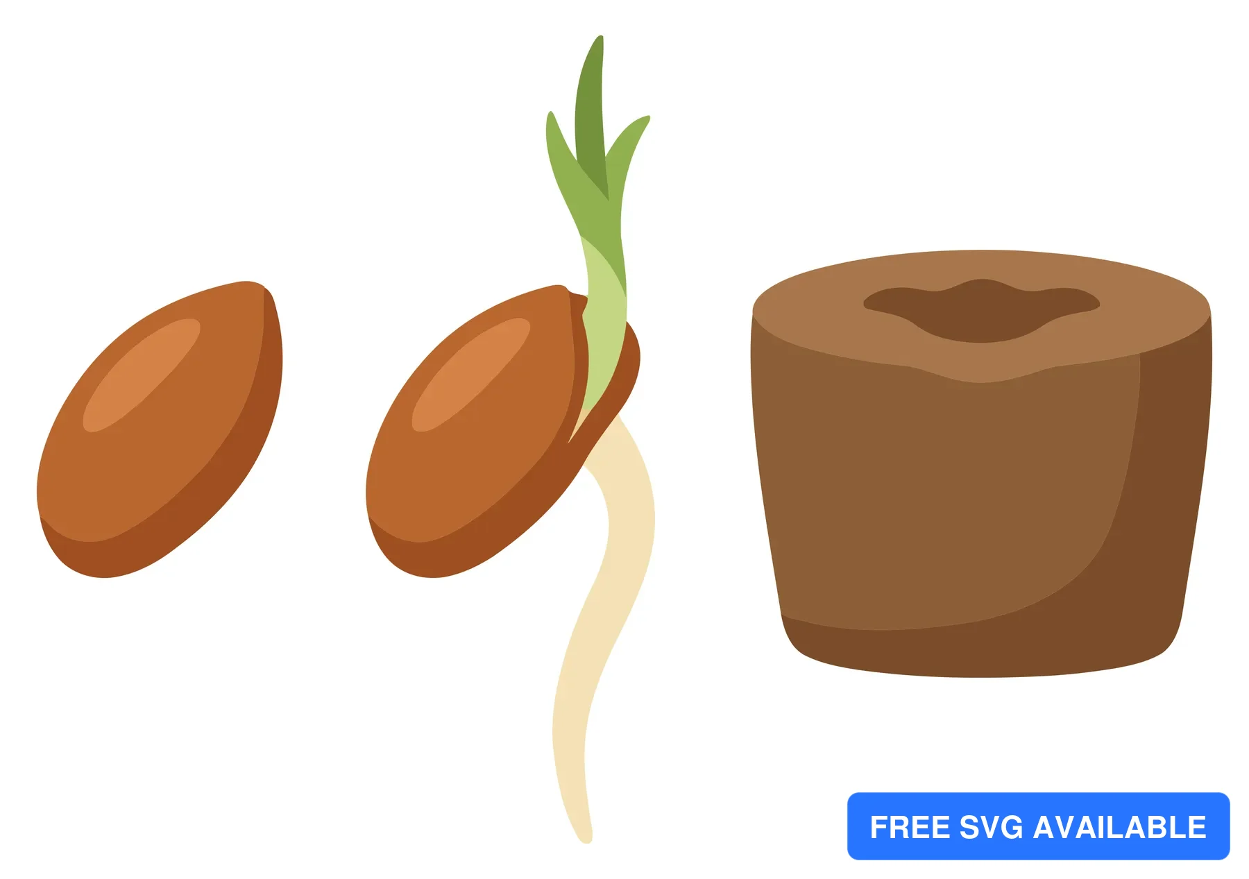 pine seed germination stages and potting soil