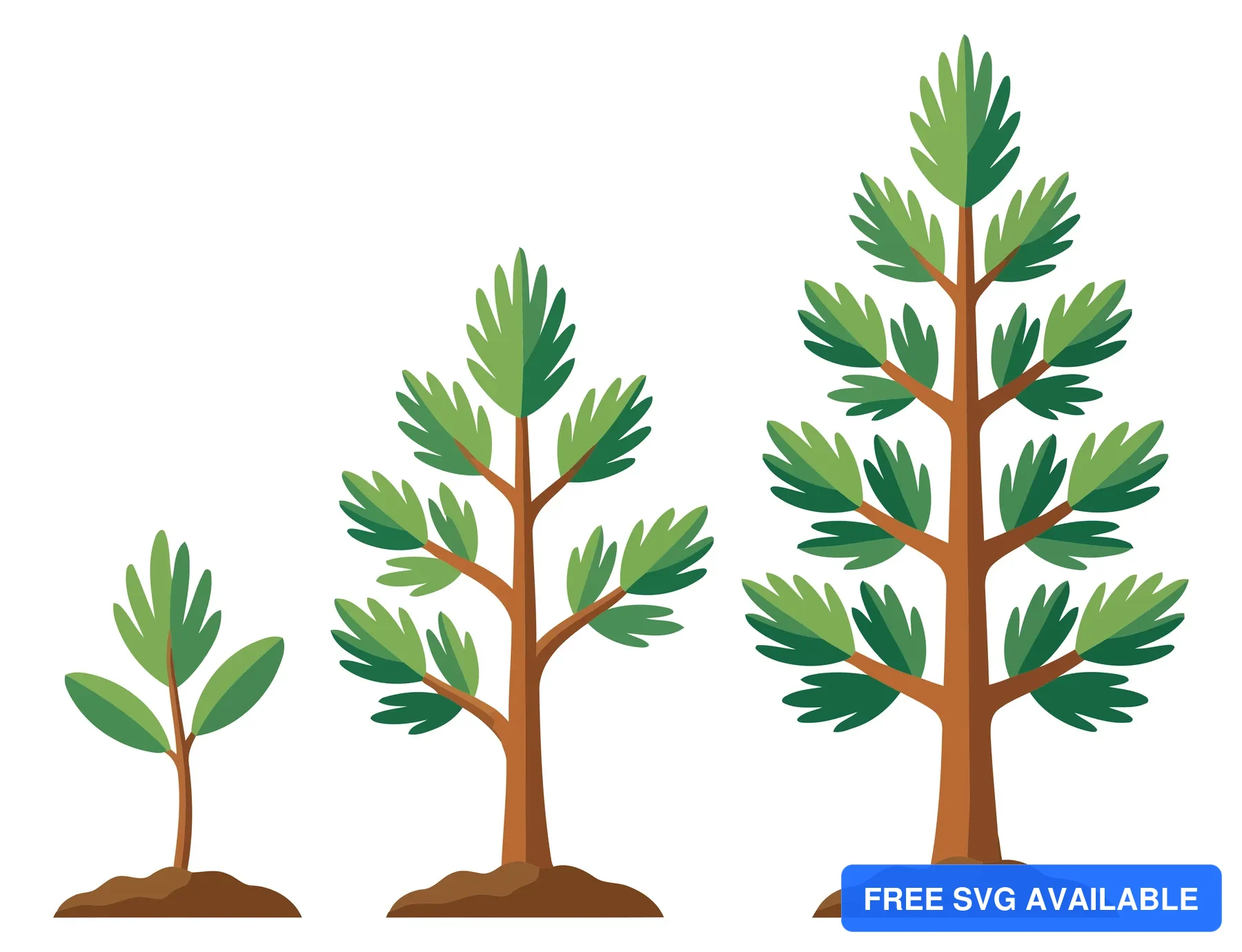 pine tree growth stages set isolated on white background