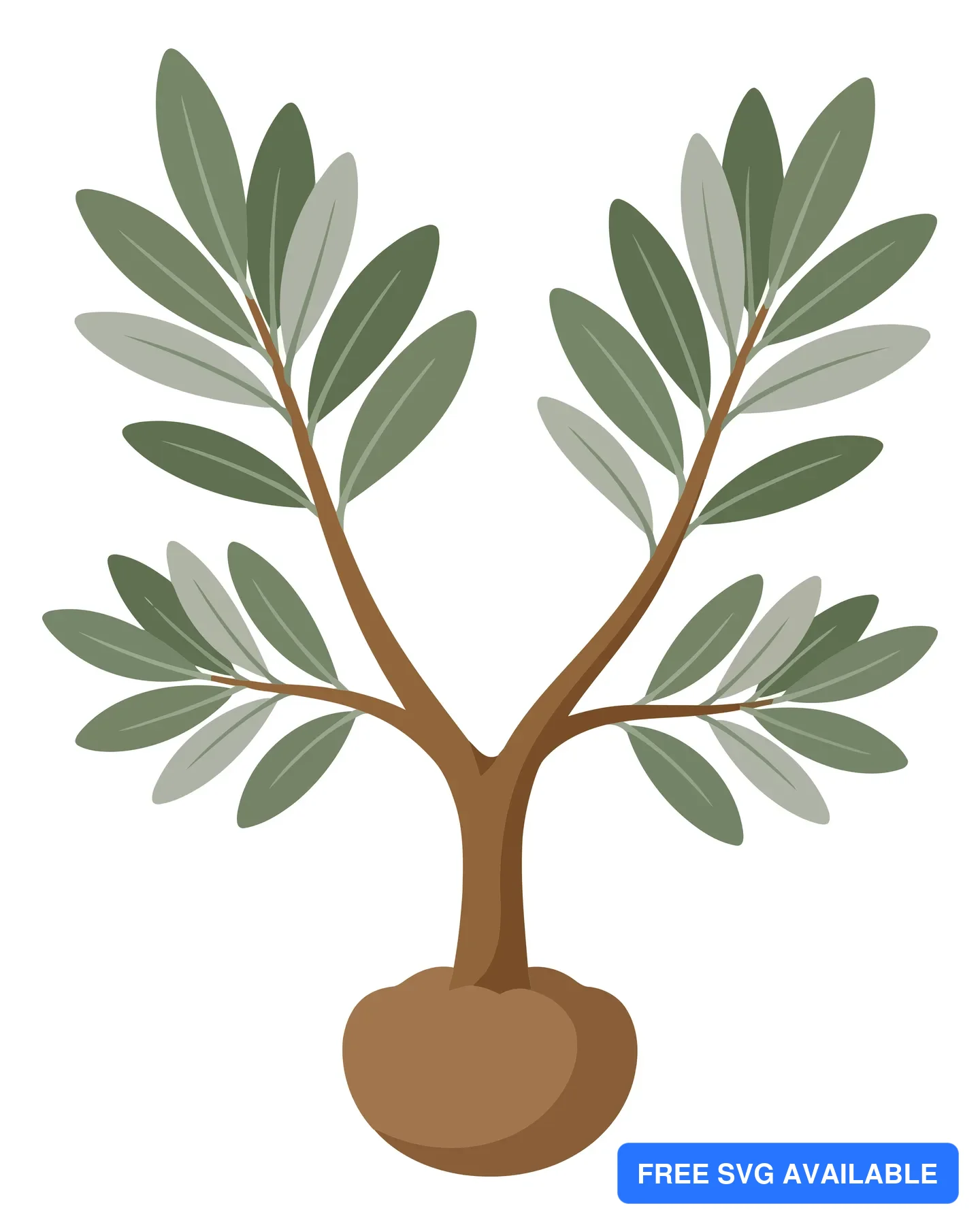 small olive tree sapling with green leaves isolated on white background