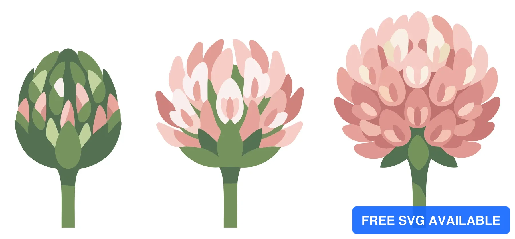 stages of clover flower growth from bud to blossom isolated on white background