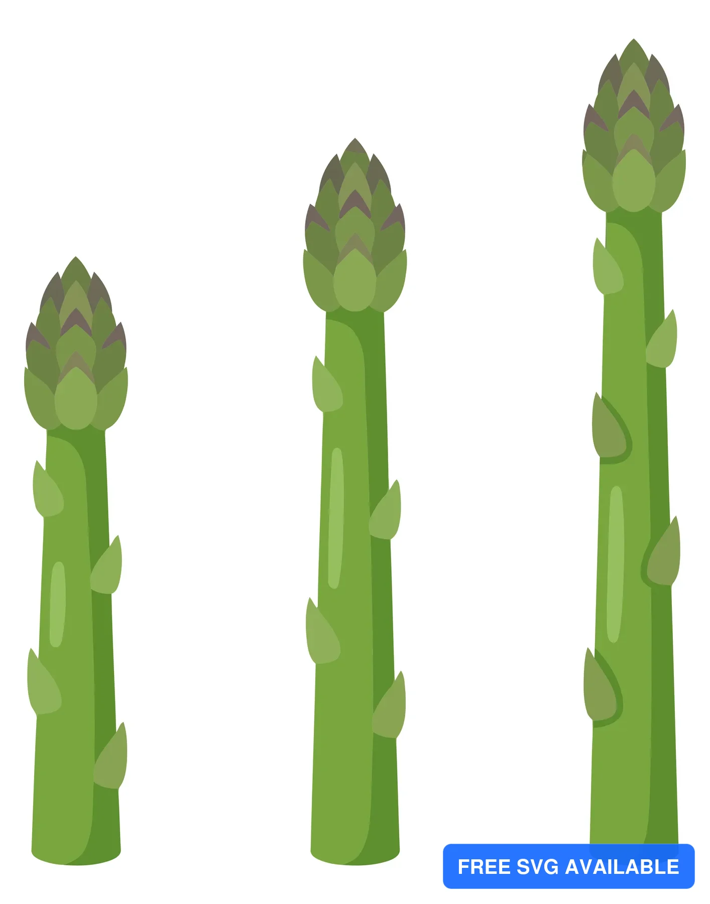 three fresh green asparagus stalks of different heights arranged in a row, flat vector illustration of healthy vegetable isolated on white b