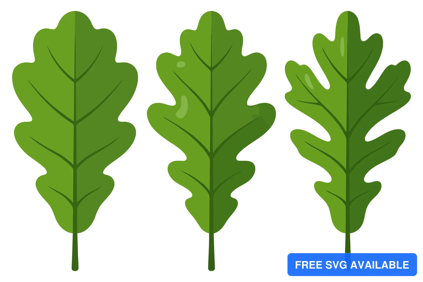 three green oak leaves isolated on white background 2