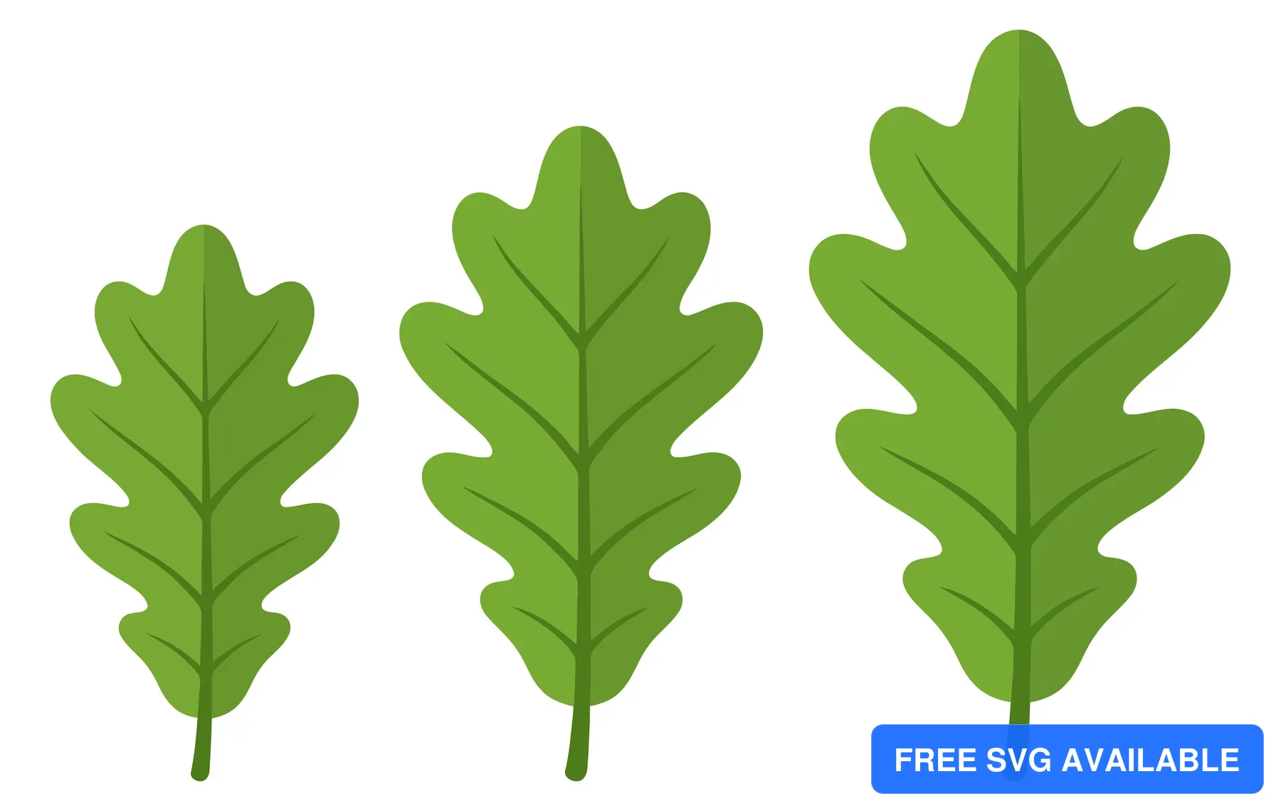 three growing green oak leaves isolated on white background