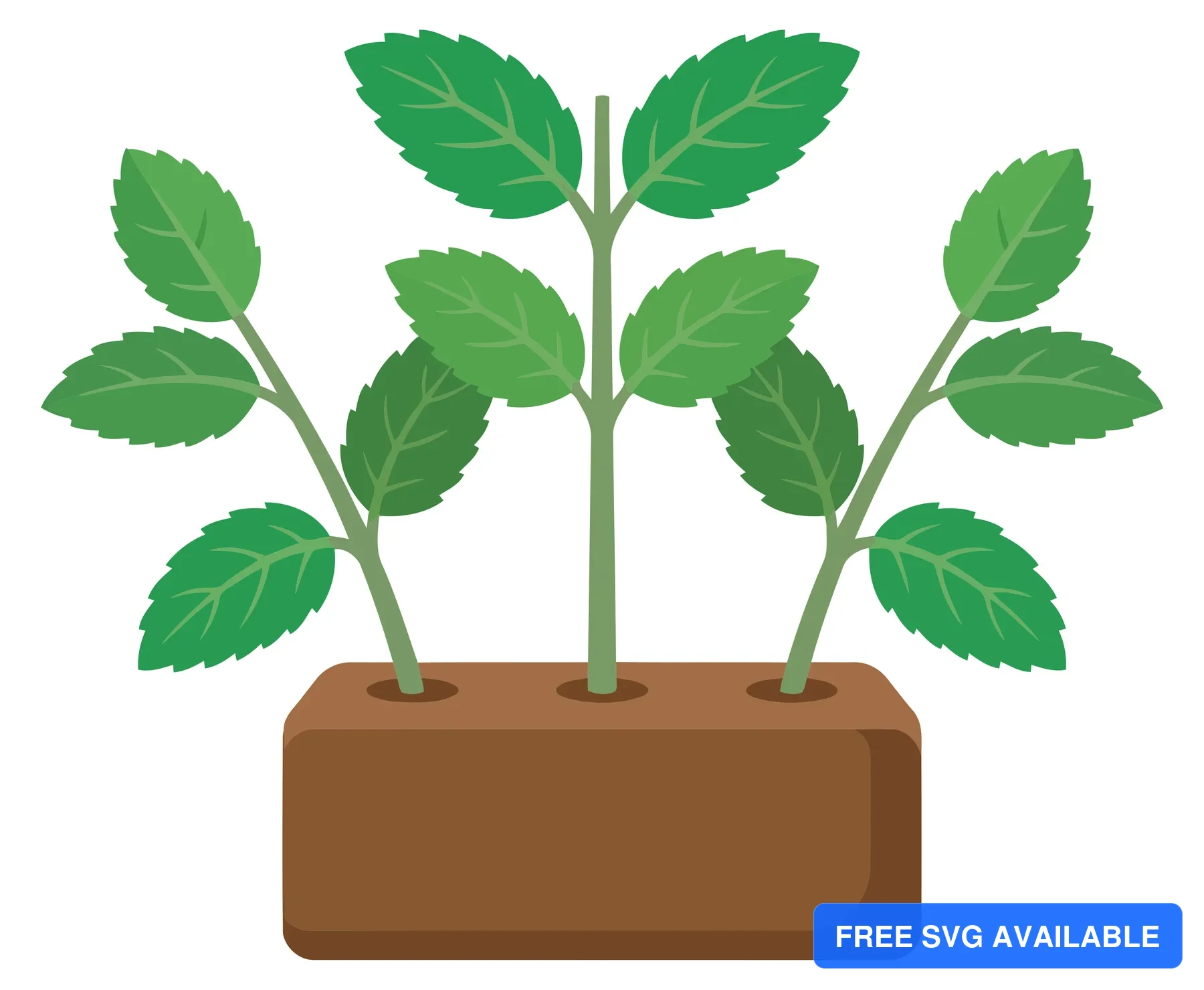 three mint plants growing together in a single soil bed isolated on white background
