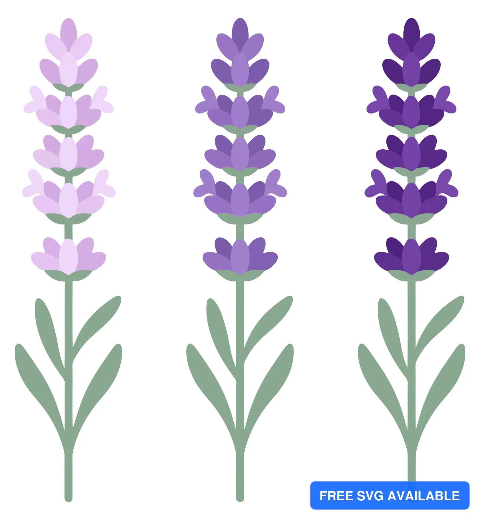three stems of lavender flowers with green leaves, isolated on white background