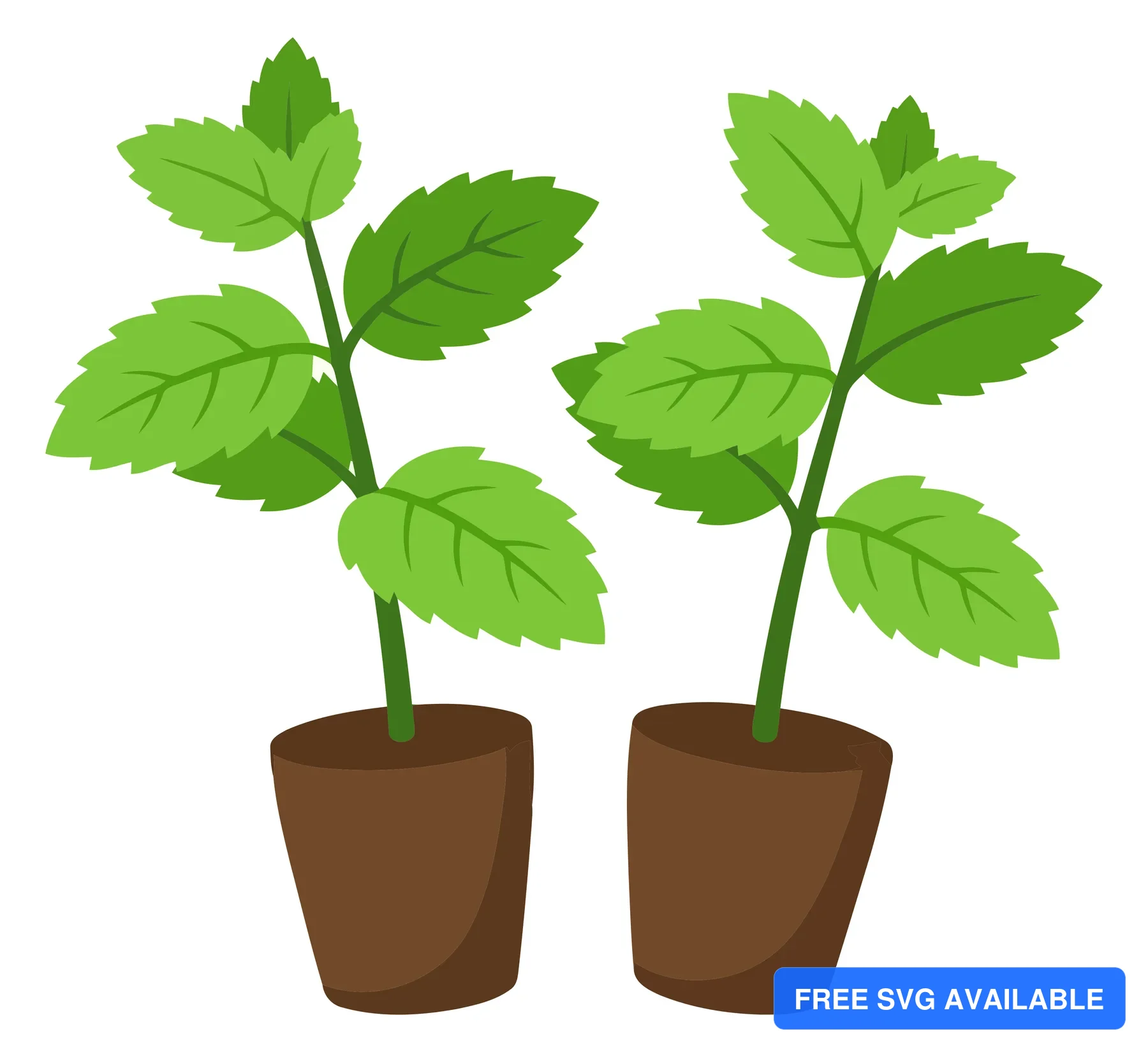 two potted mint plants with fresh green leaves vector graphic