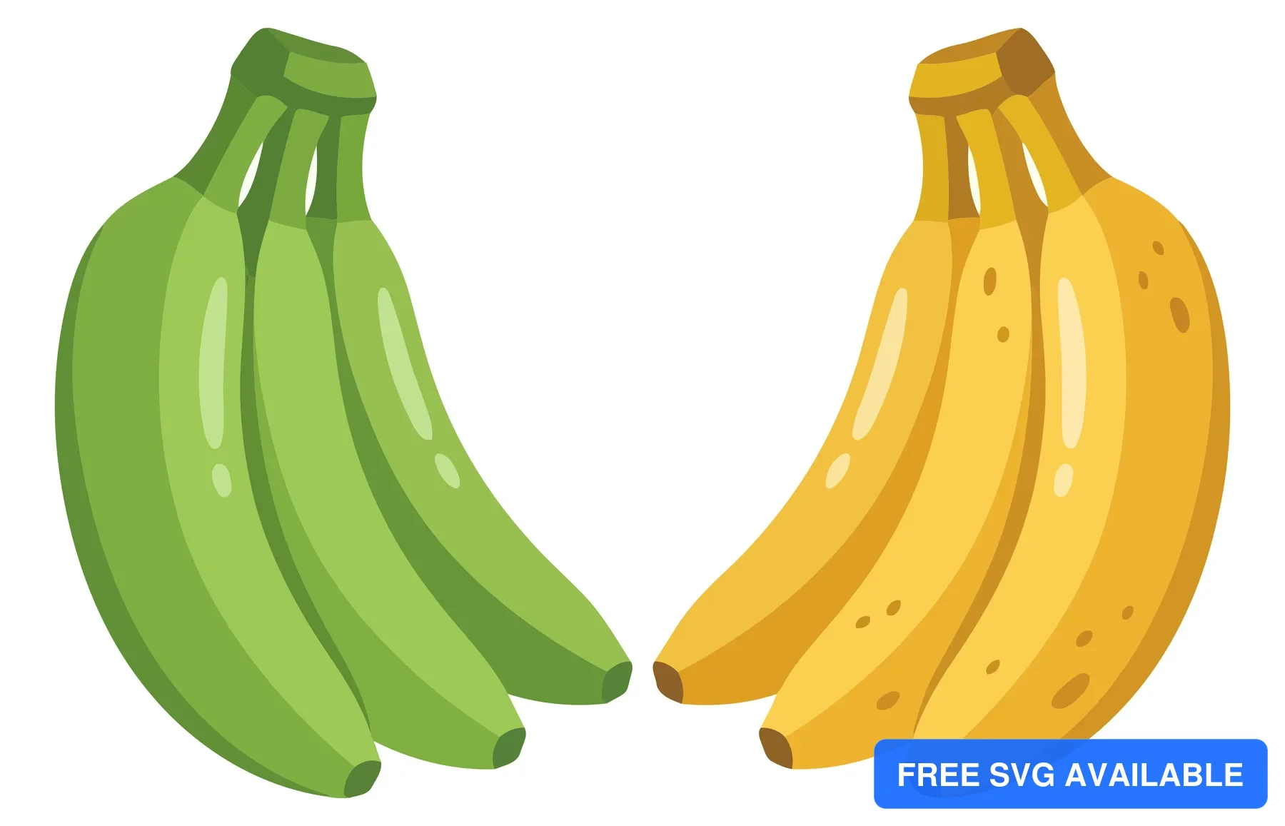 unripe green and ripe yellow bananas isolated on white background