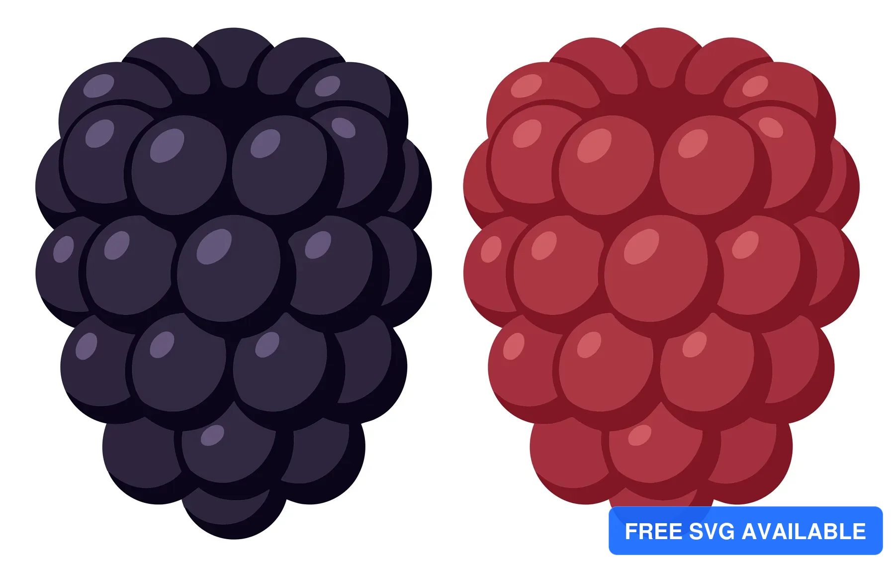 vector illustration of a fresh blackberry and a ripe raspberry isolated on white background