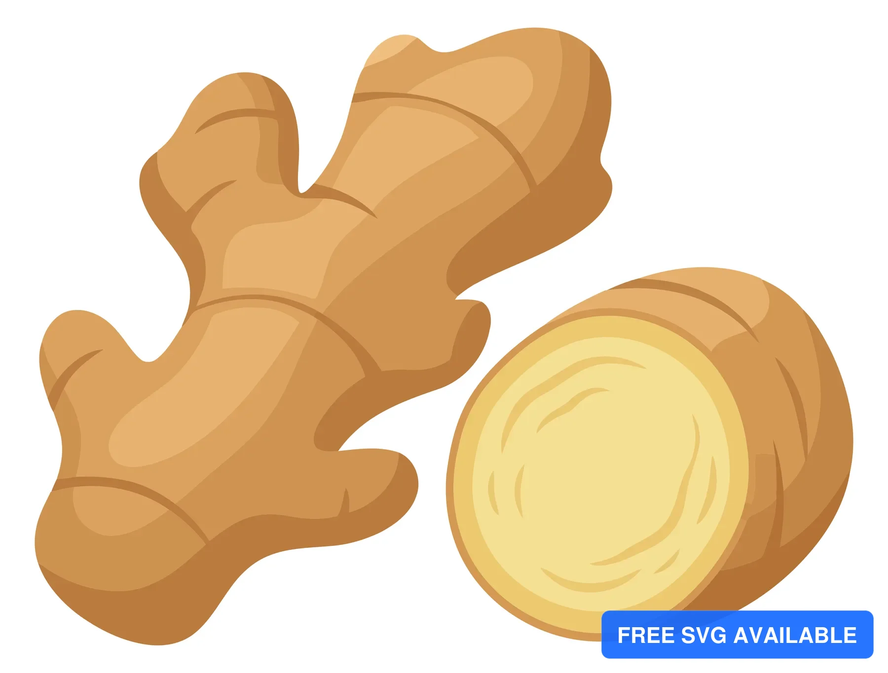 vector illustration of fresh ginger root rhizome whole and sliced piece, isolated on white background