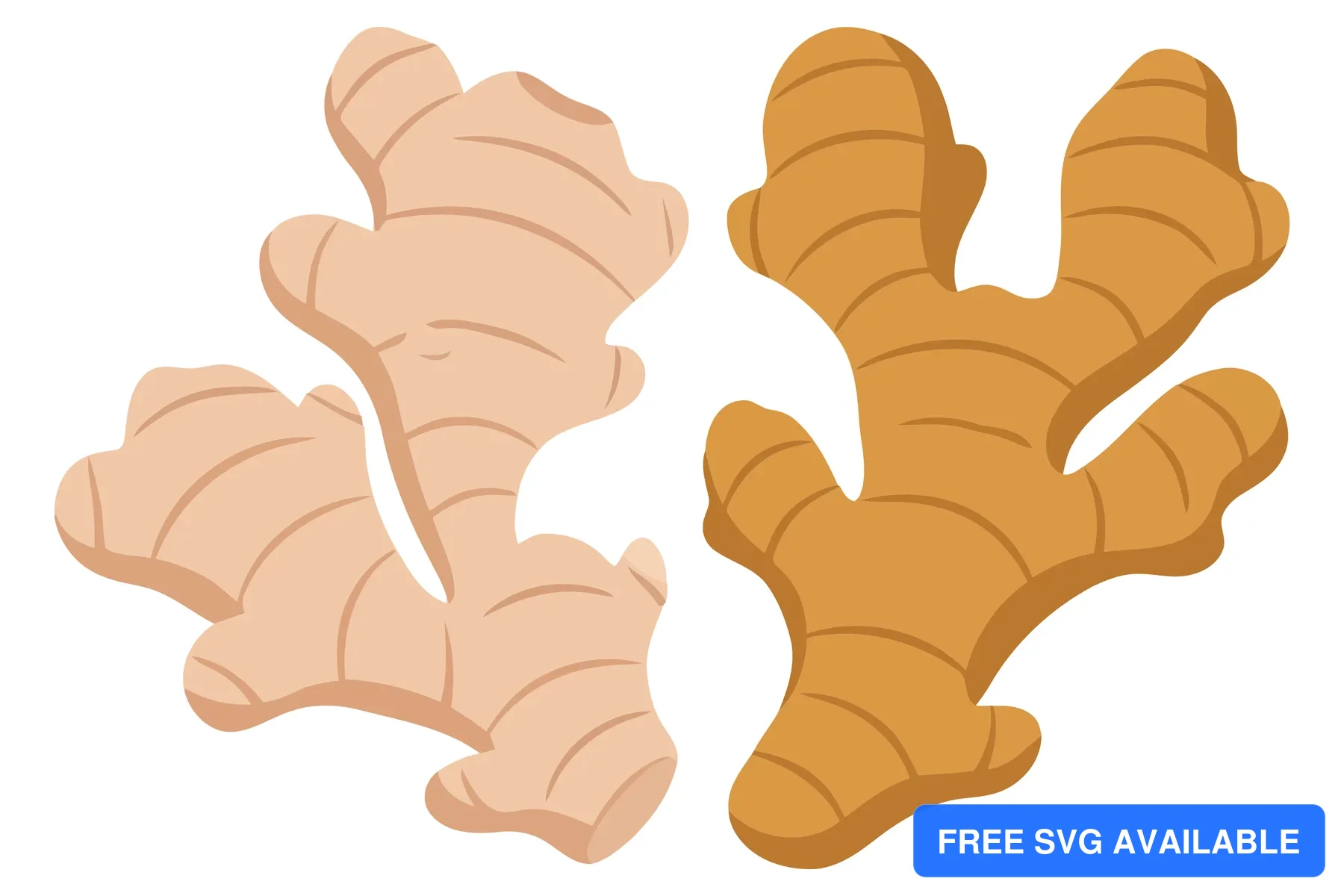 vector illustration of fresh ginger root rhizomes in two different colors, isolated on white background
