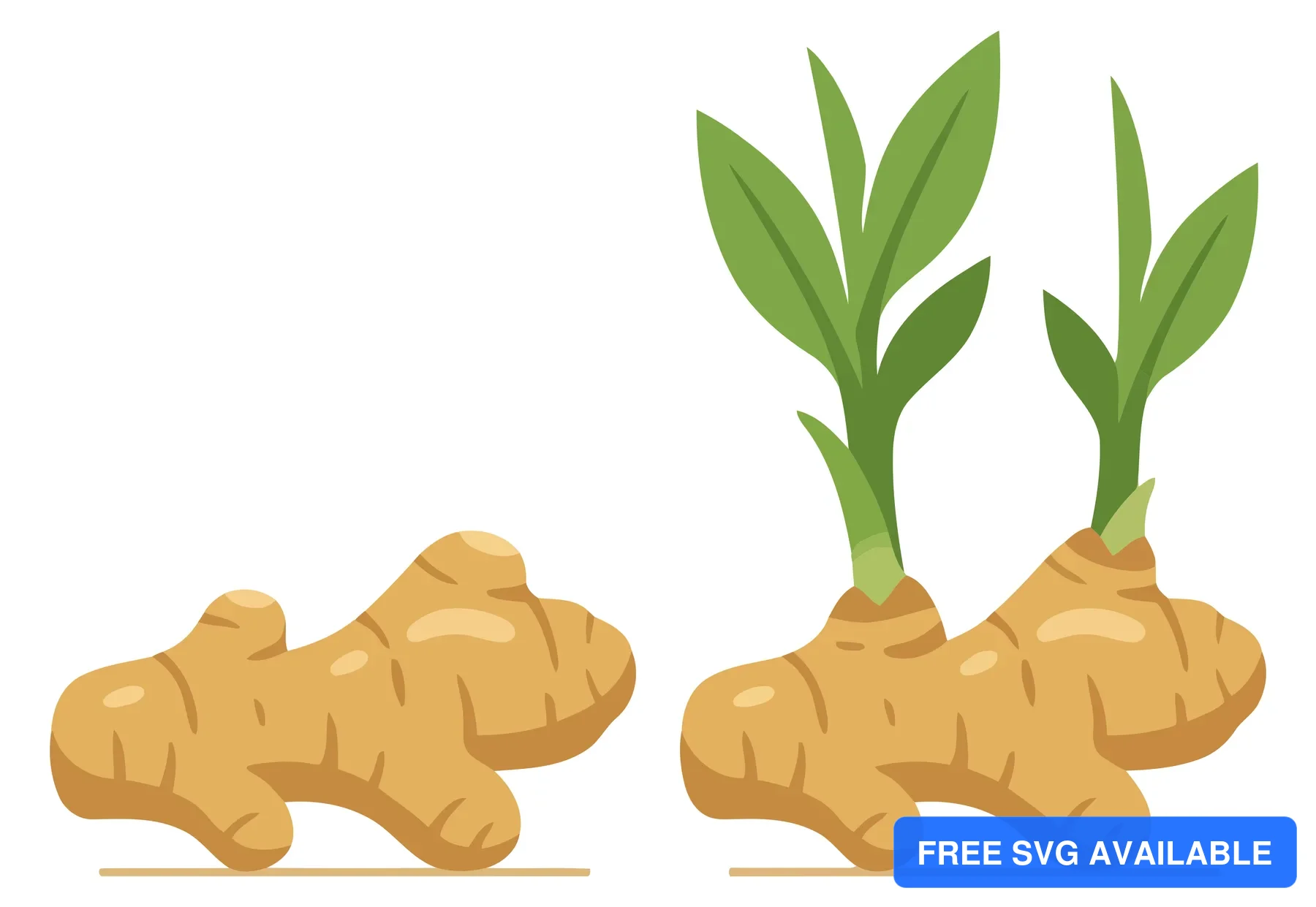 vector illustration of fresh ginger root rhizomes, one sprouting green leaves, isolated on white background