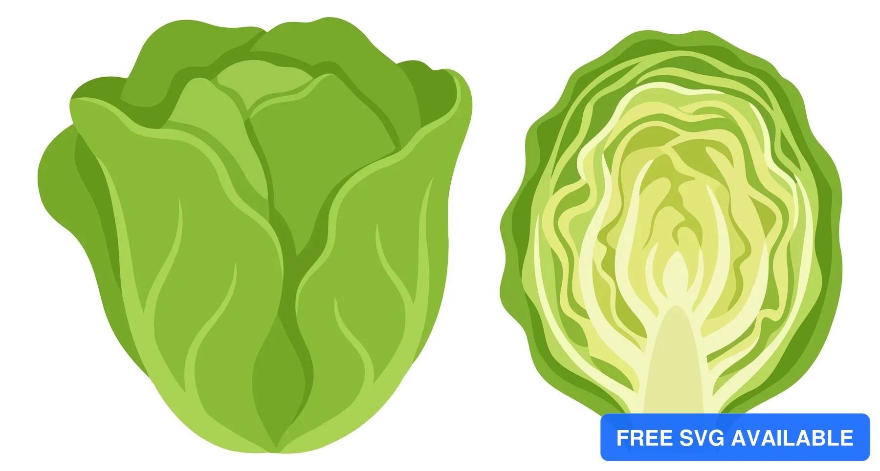 whole and sliced fresh green lettuce vector illustration