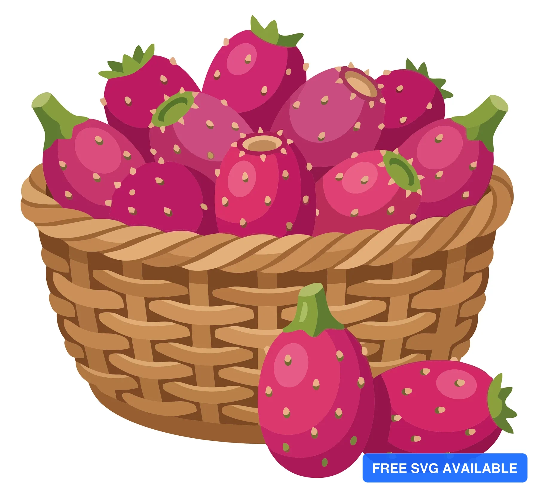wicker basket filled with fresh ripe prickly pear cactus fruits, vibrant magenta cactus pears with green stems, isolated on white background