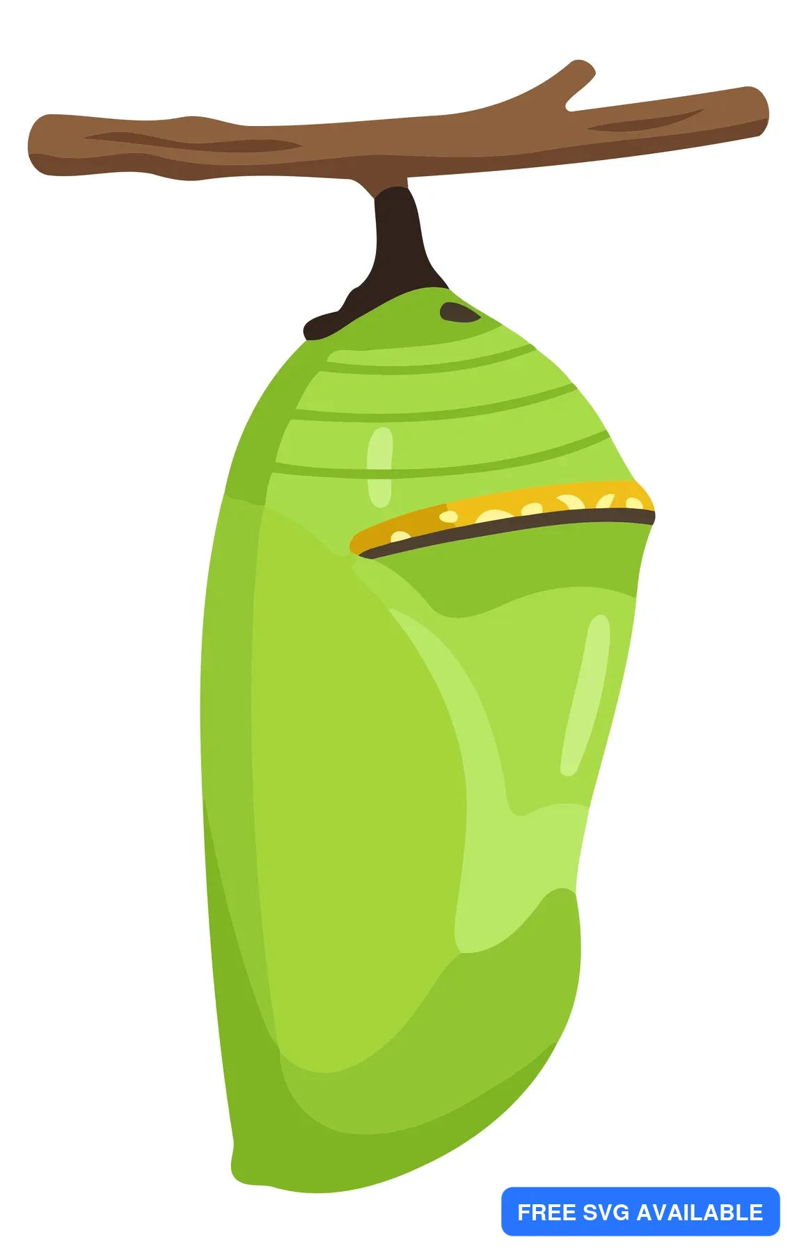 A green chrysalis hanging from a branch with a caterpillar inside