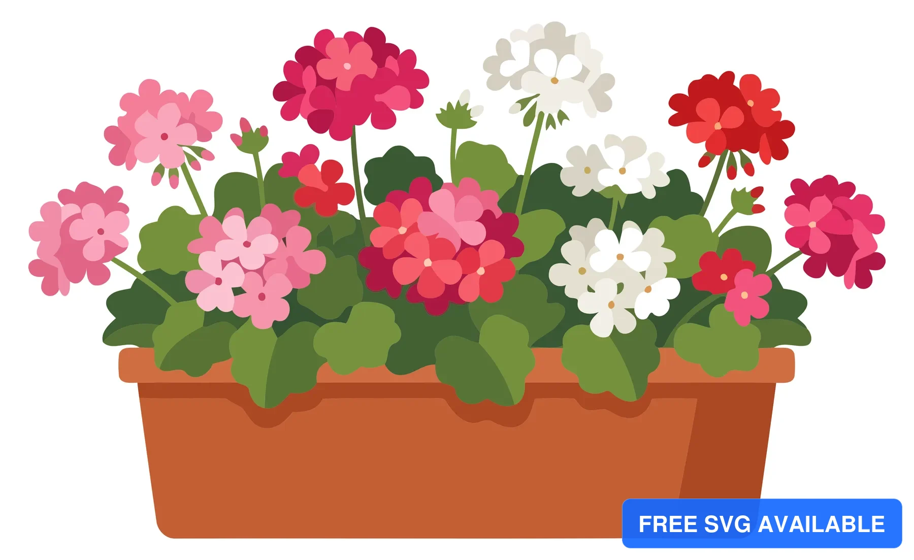 A vector illustration of a terracotta planter with colorful geranium flowers and green leaves.