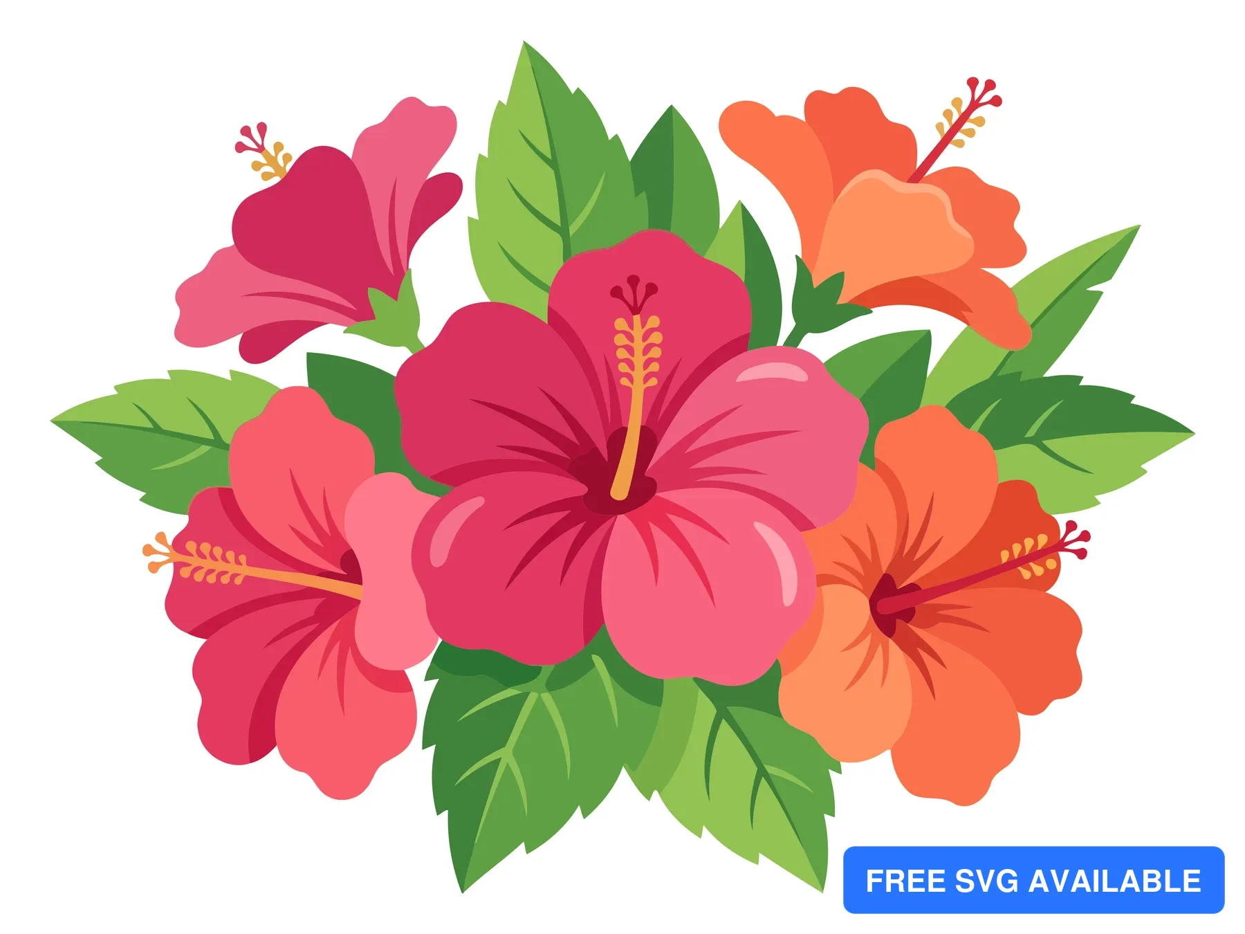 A colorful vector illustration of hibiscus flowers with green leaves in pink and orange tones.
