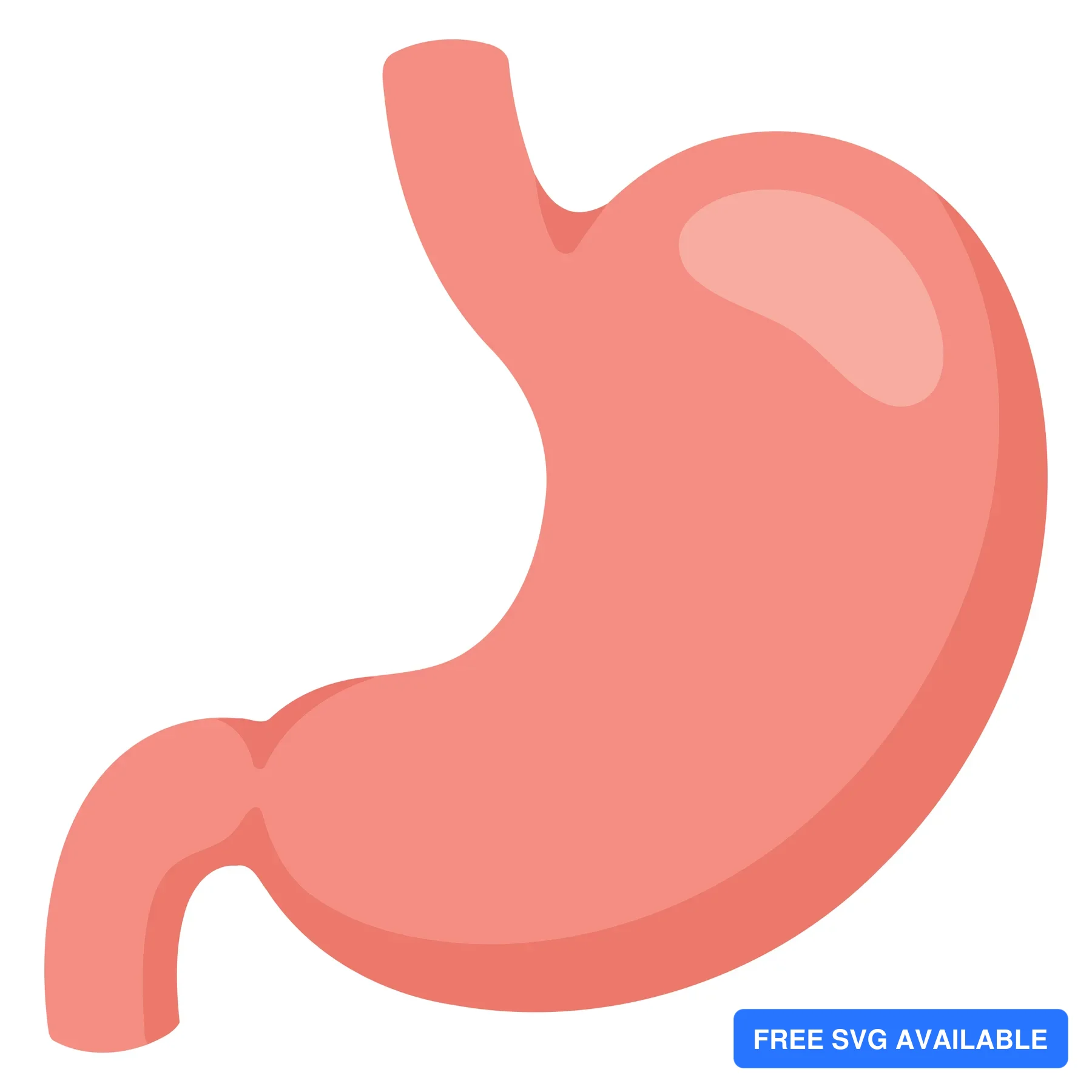 A pink vector illustration of a human stomach with internal structure details
