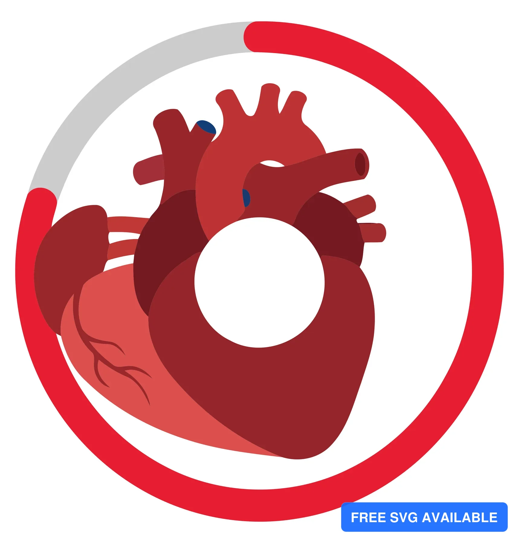 A stylized red heart with a blood vessel pathway illustration representing medical health themes