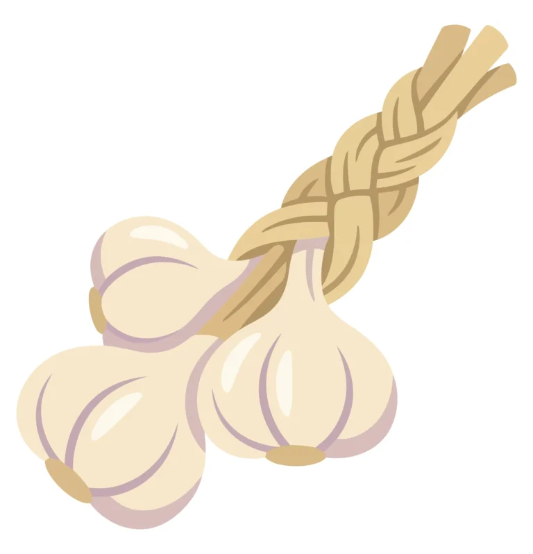 a braided bunch of fresh garlic bulbs, illustration of harvested aromatic vegetable ingredients for cooking and culinary use, isolated on wh