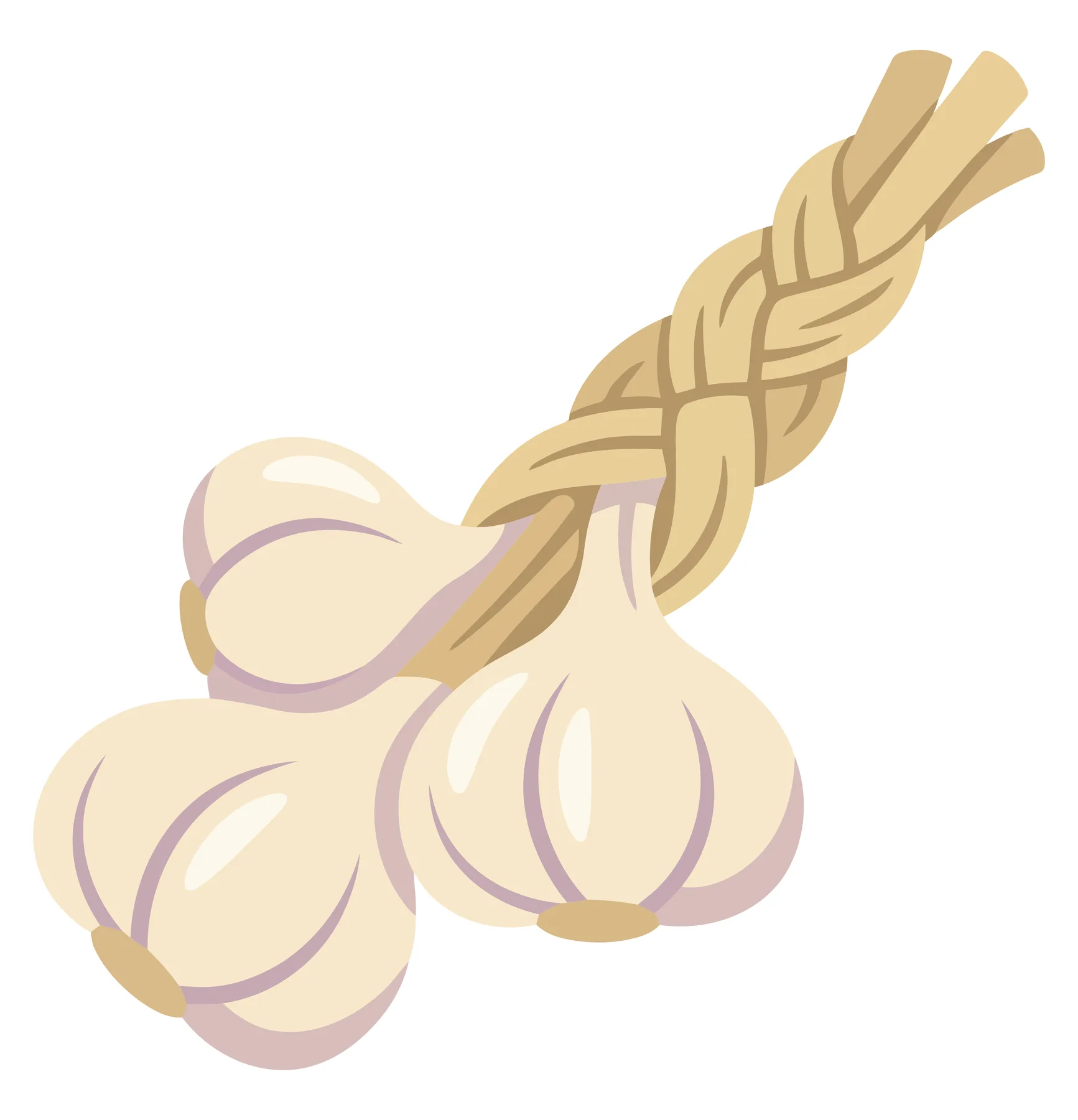 a braided bunch of fresh garlic bulbs, illustration of harvested aromatic vegetable ingredients for cooking and culinary use, isolated on wh