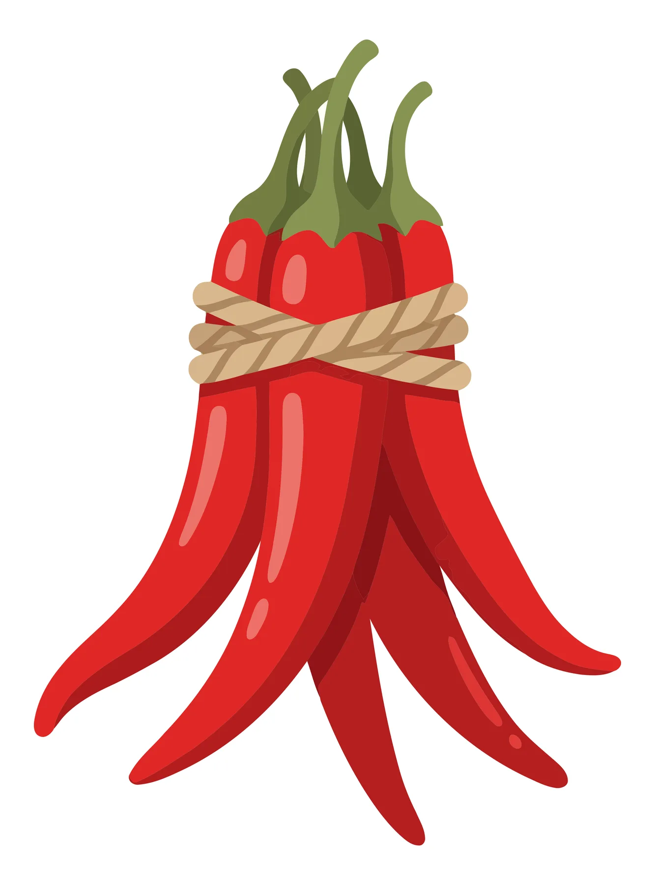 a bundle of fresh red chili peppers tied together with a rustic rope, isolated on white background