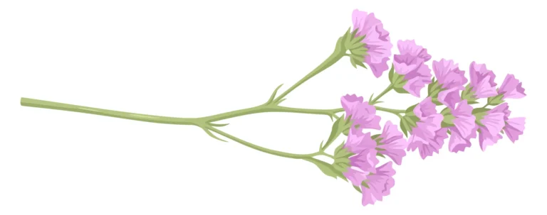 a delicate sprig of light purple statice flowers