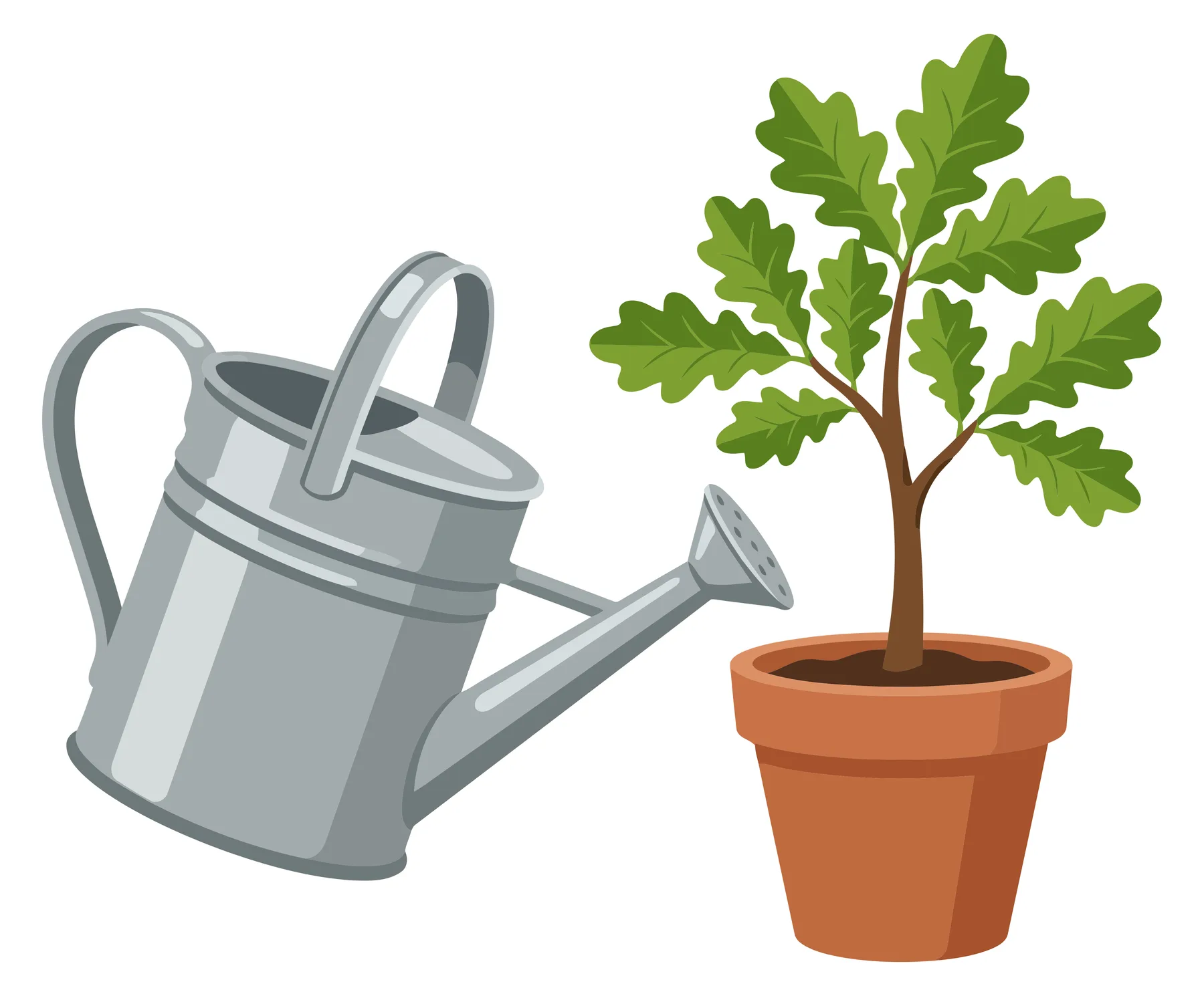 a metal watering can positioned next to a small green oak tree sapling planted in a terracotta pot, illustrating gardening and plant care co