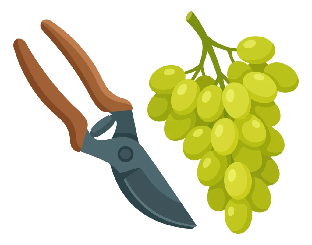 a pair of garden pruning shears next to a fresh bunch of green grapes isolated on white background