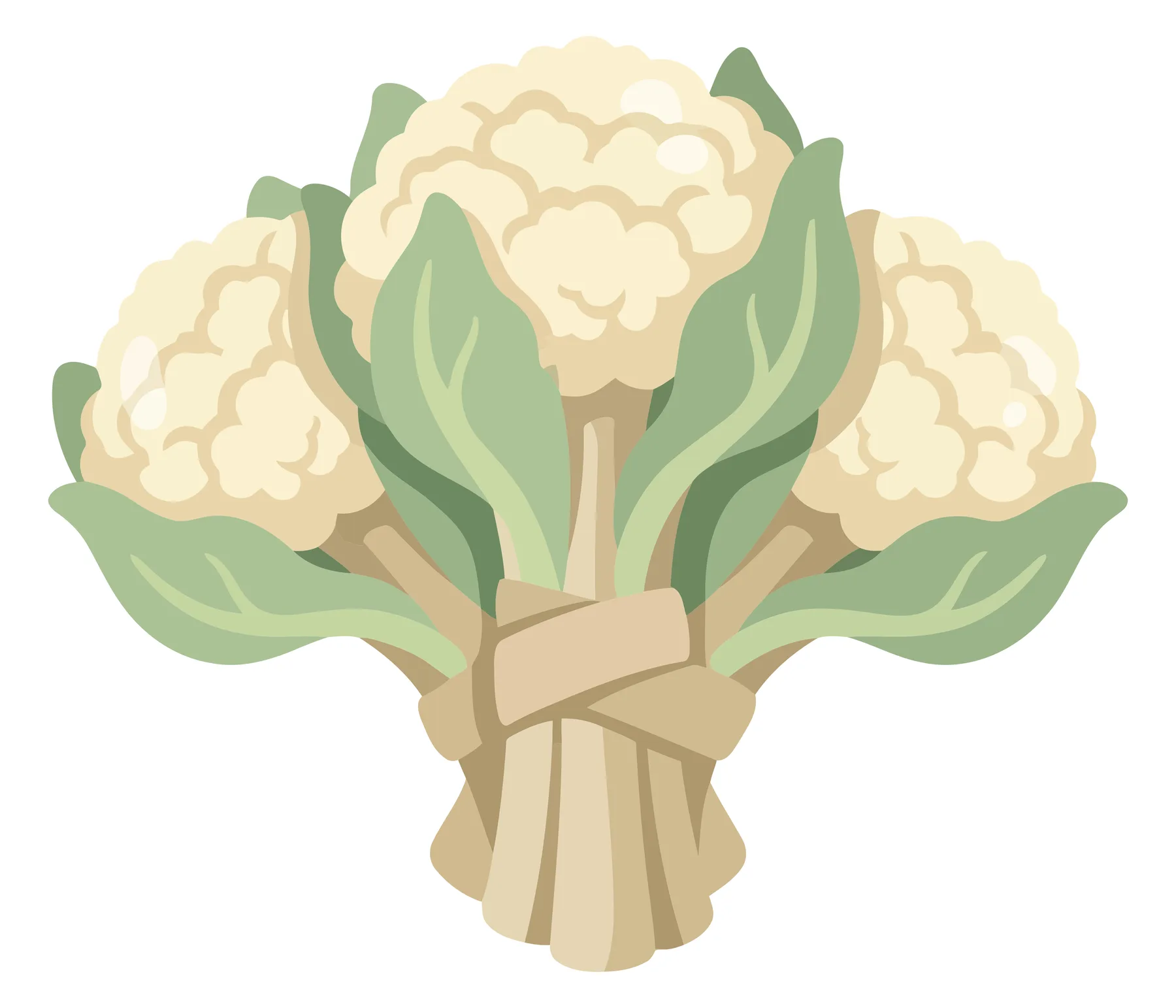a stylized illustration of a fresh cauliflower bouquet tied together with a simple band, featuring creamy white florets and soft green leave