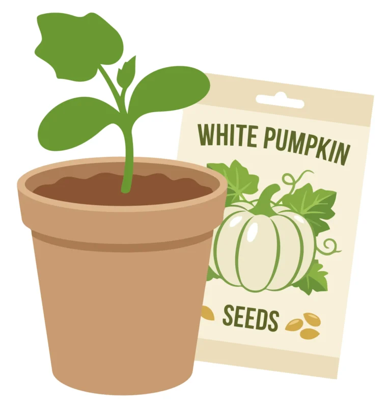 a young white pumpkin seedling growing in a brown terracotta pot next to a seed packet on a white background