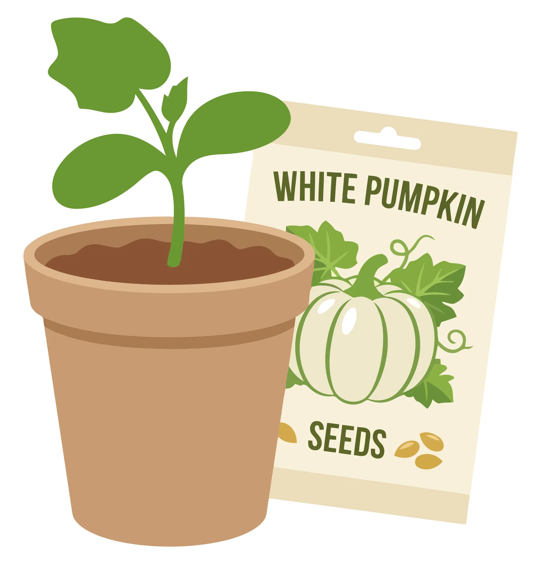a young white pumpkin seedling growing in a brown terracotta pot next to a seed packet on a white background