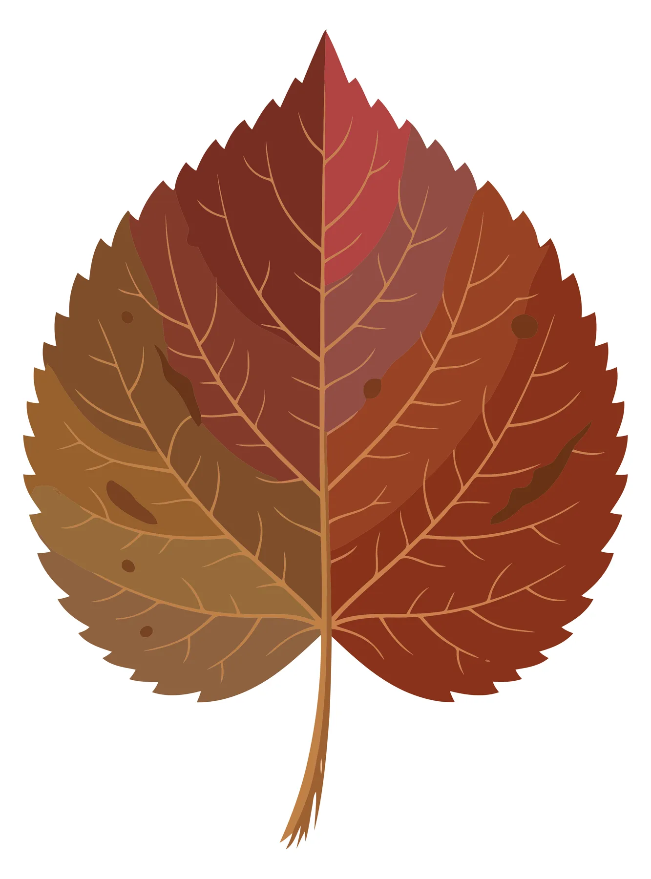 Detailed Autumn Leaf with Visible Veins Vector