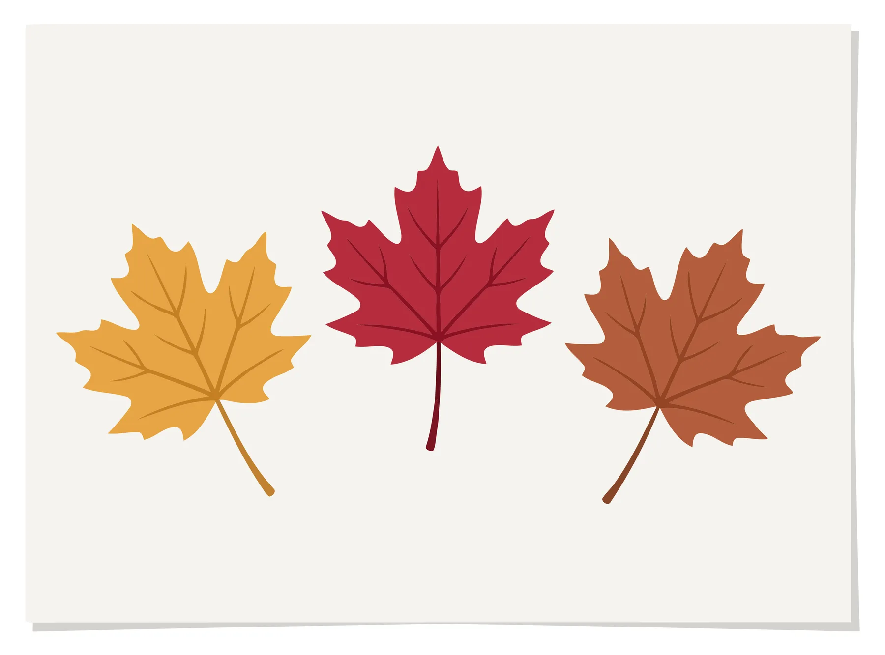 autumn maple leaves isolated on white background